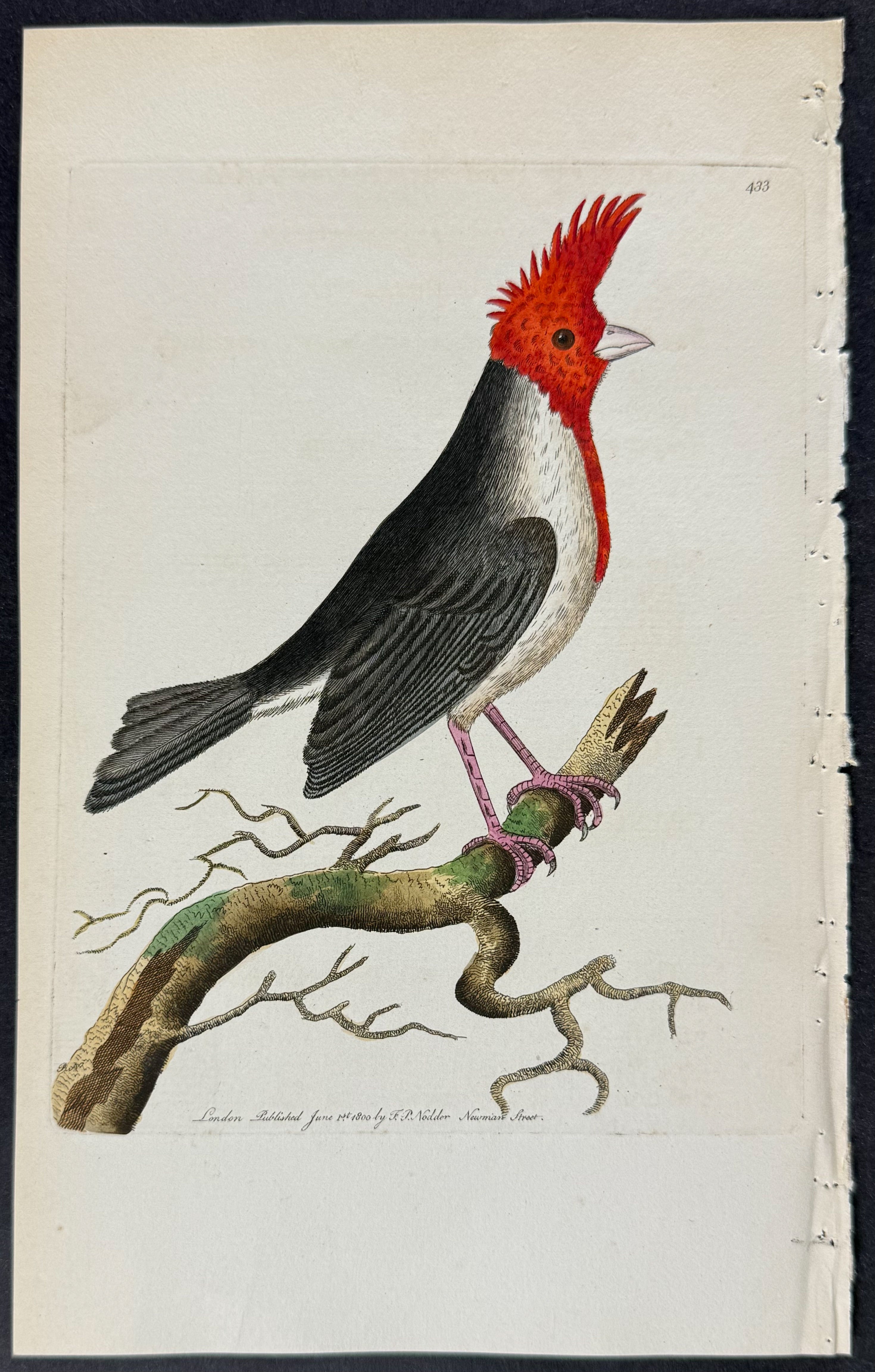 Crested Dominican Cardinal