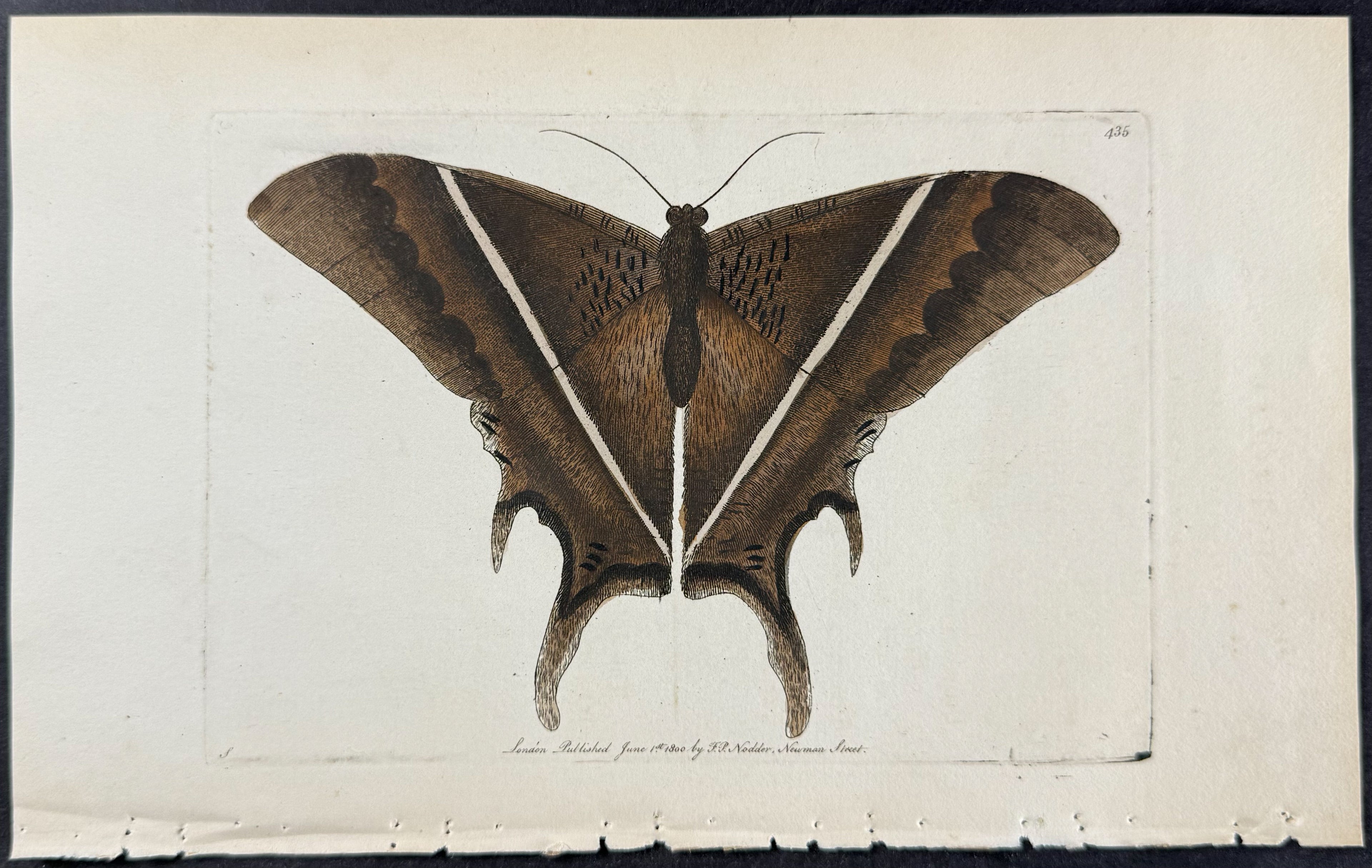Papilio Patroclus - Moth