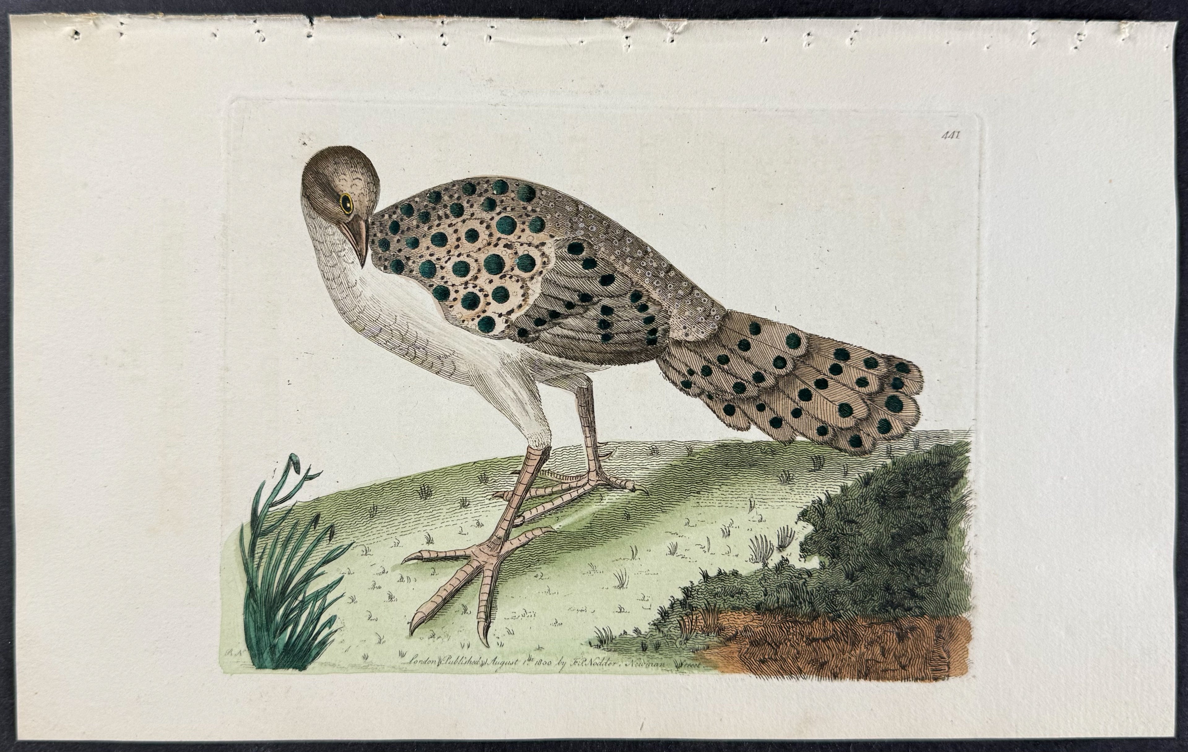 Thibetian Peacock
