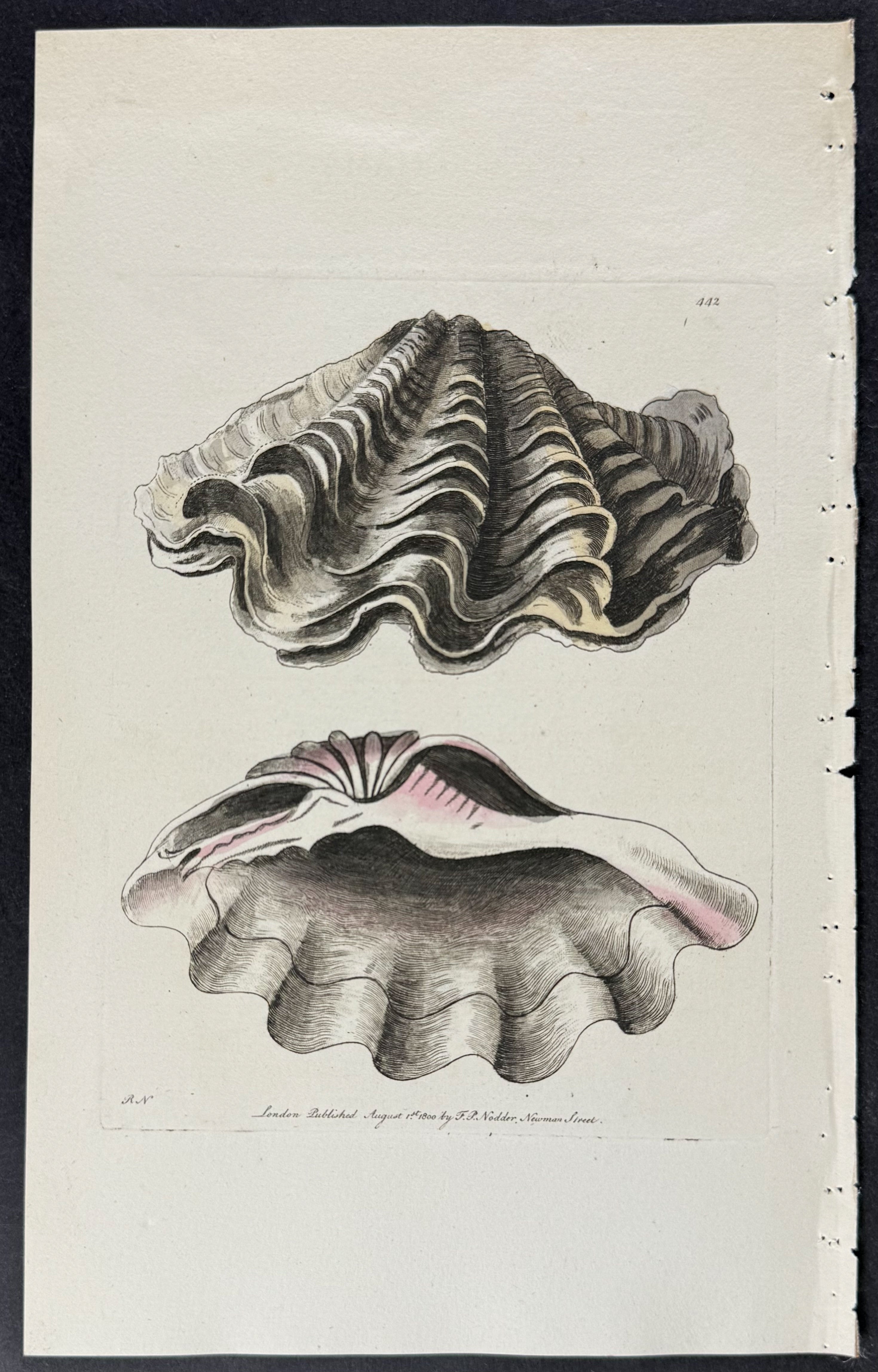 Great Chama Shell