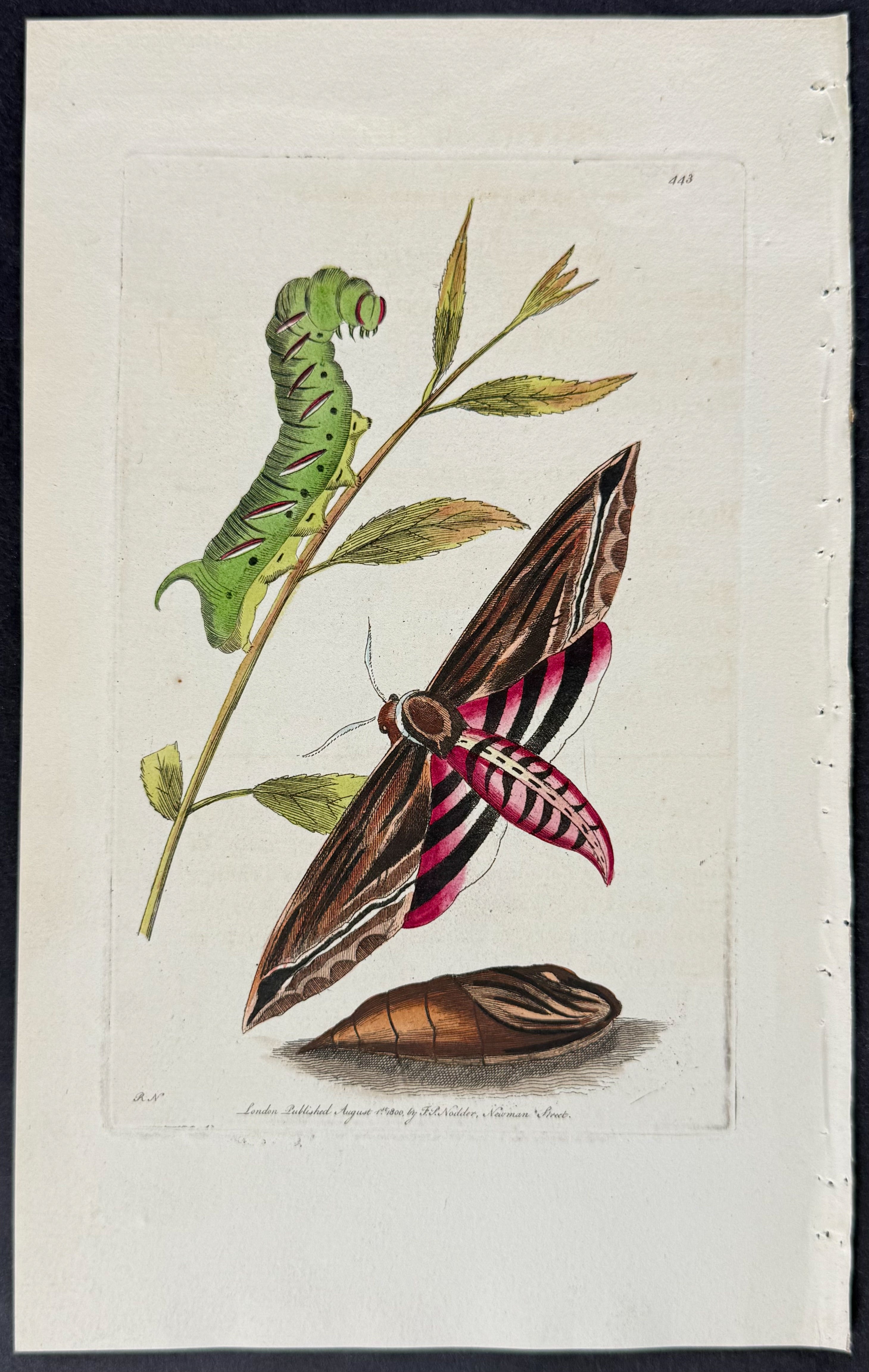 Privet Sphinx Moth Metamorphosis