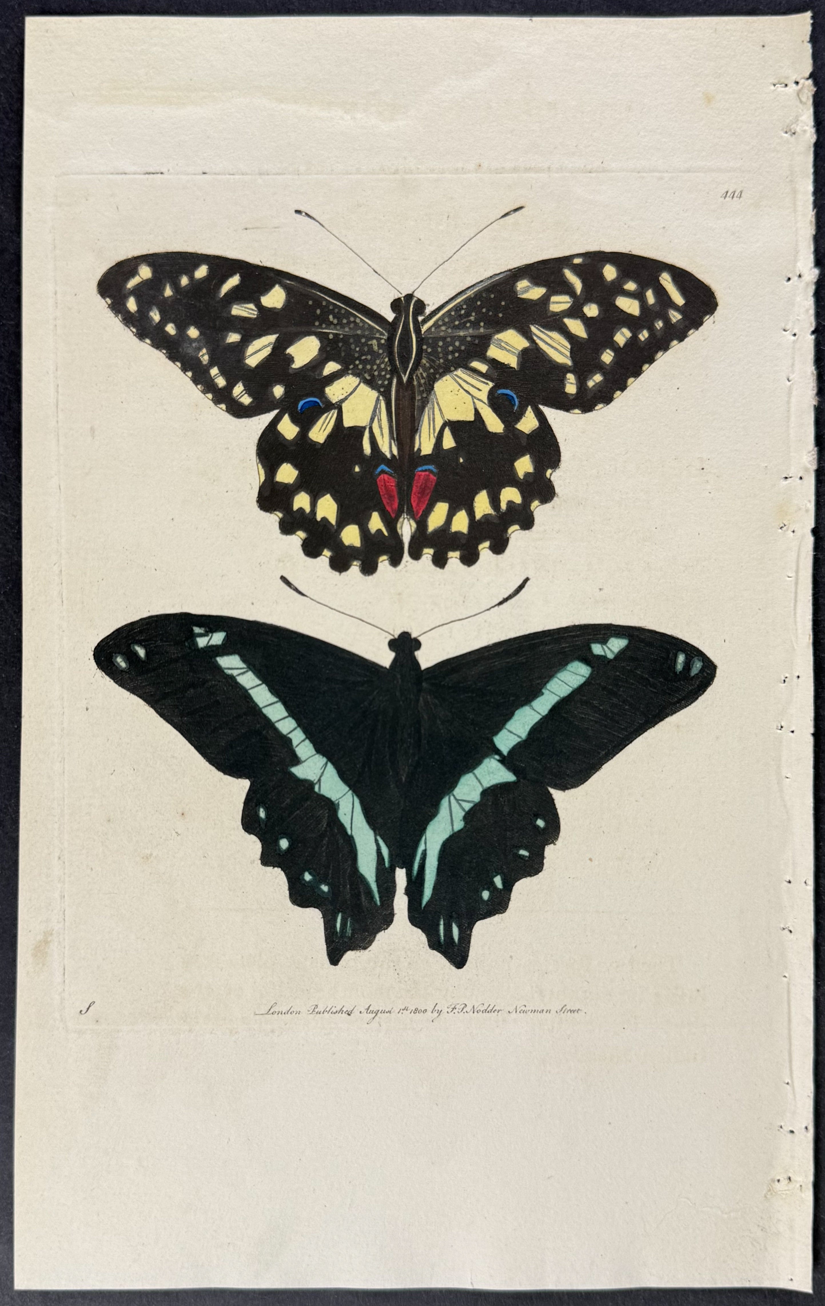 Butterflies - Papilio Demoleus & Nireus
