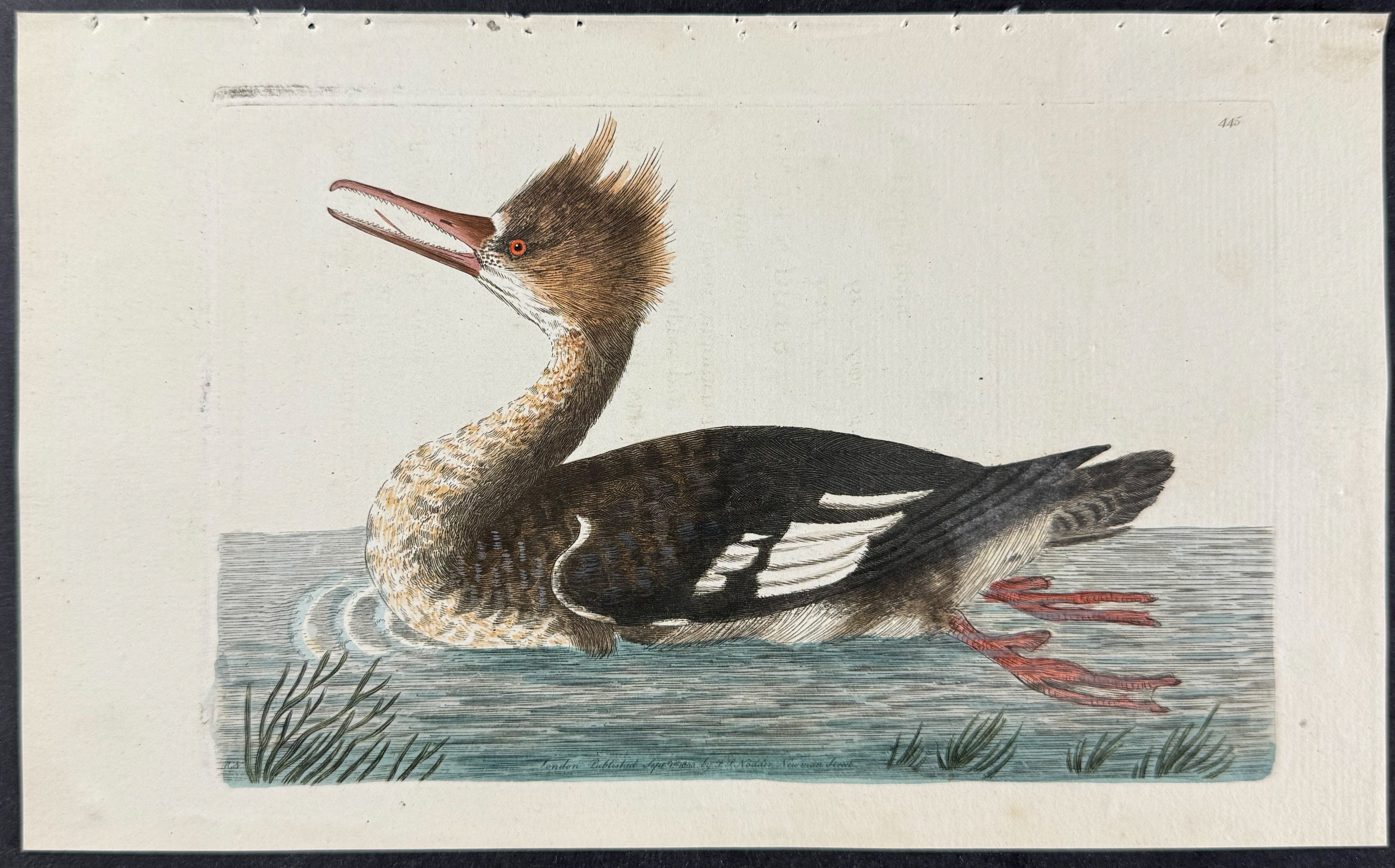 Dun Merganser