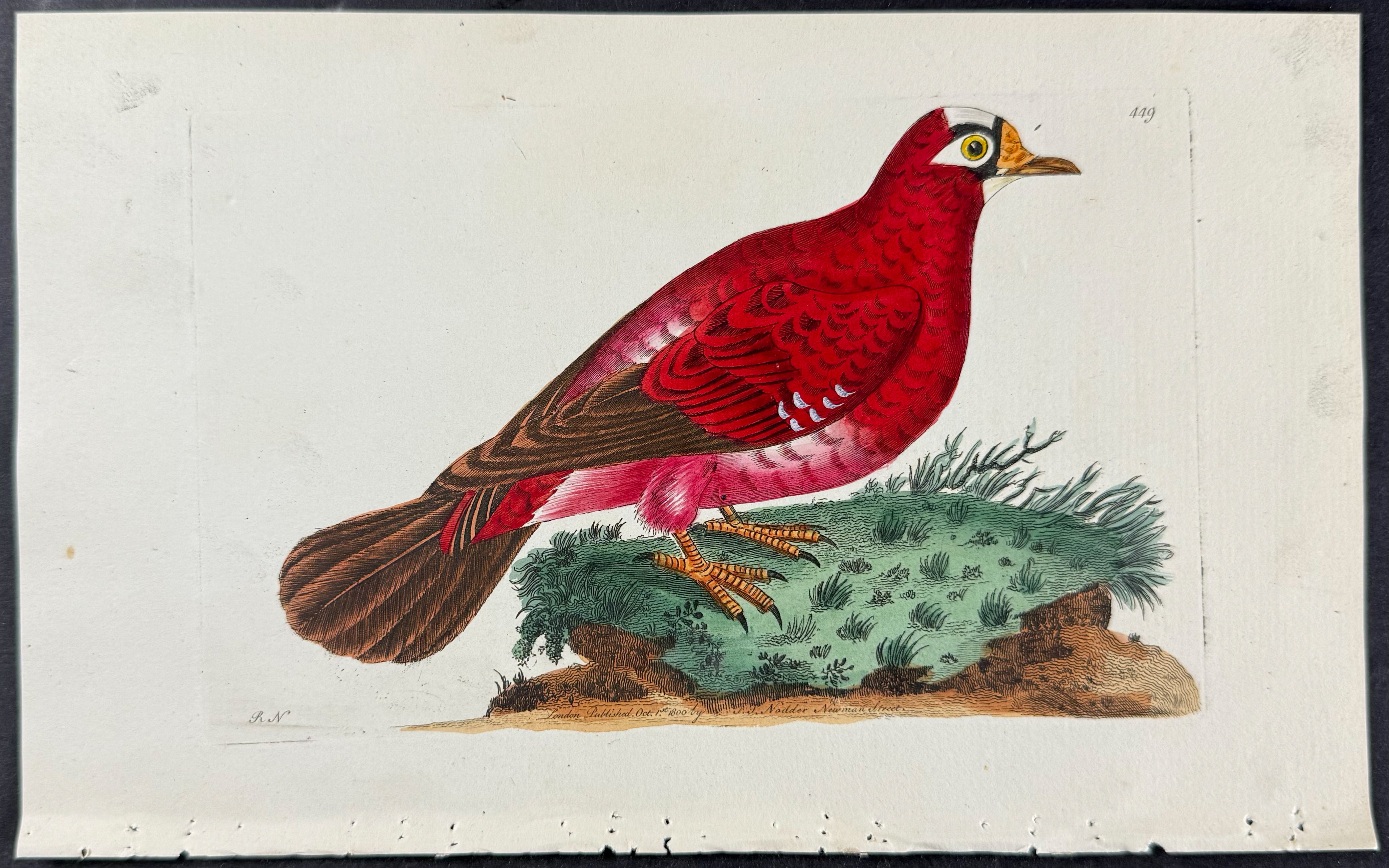 Crimson Pigeon