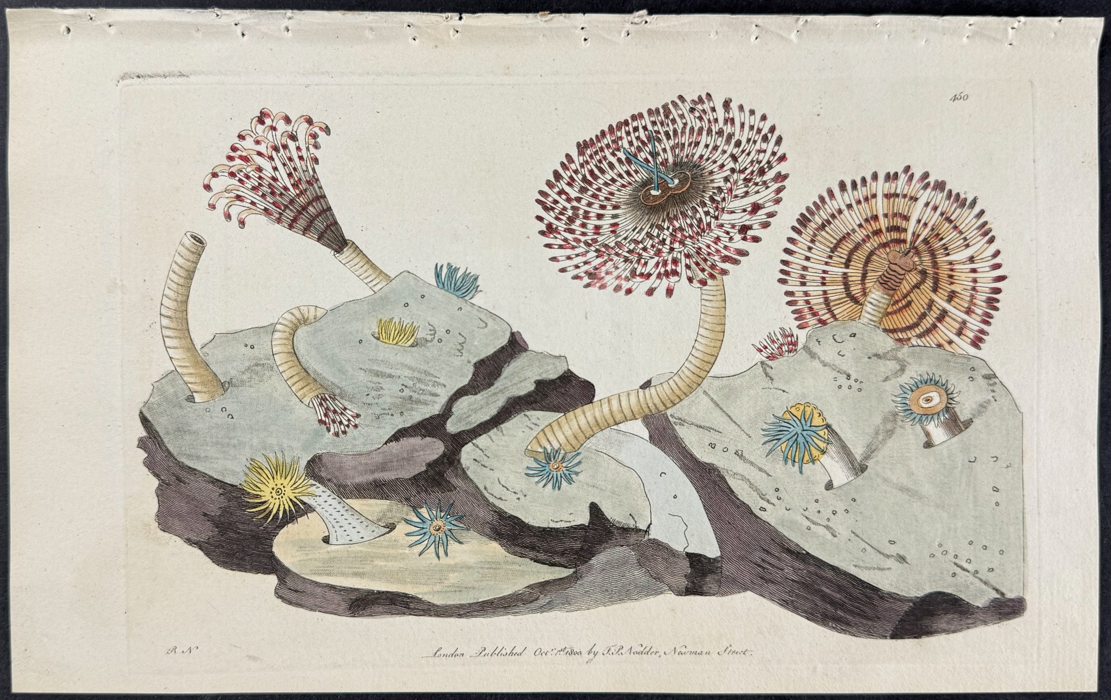 Tubularia Magnifica