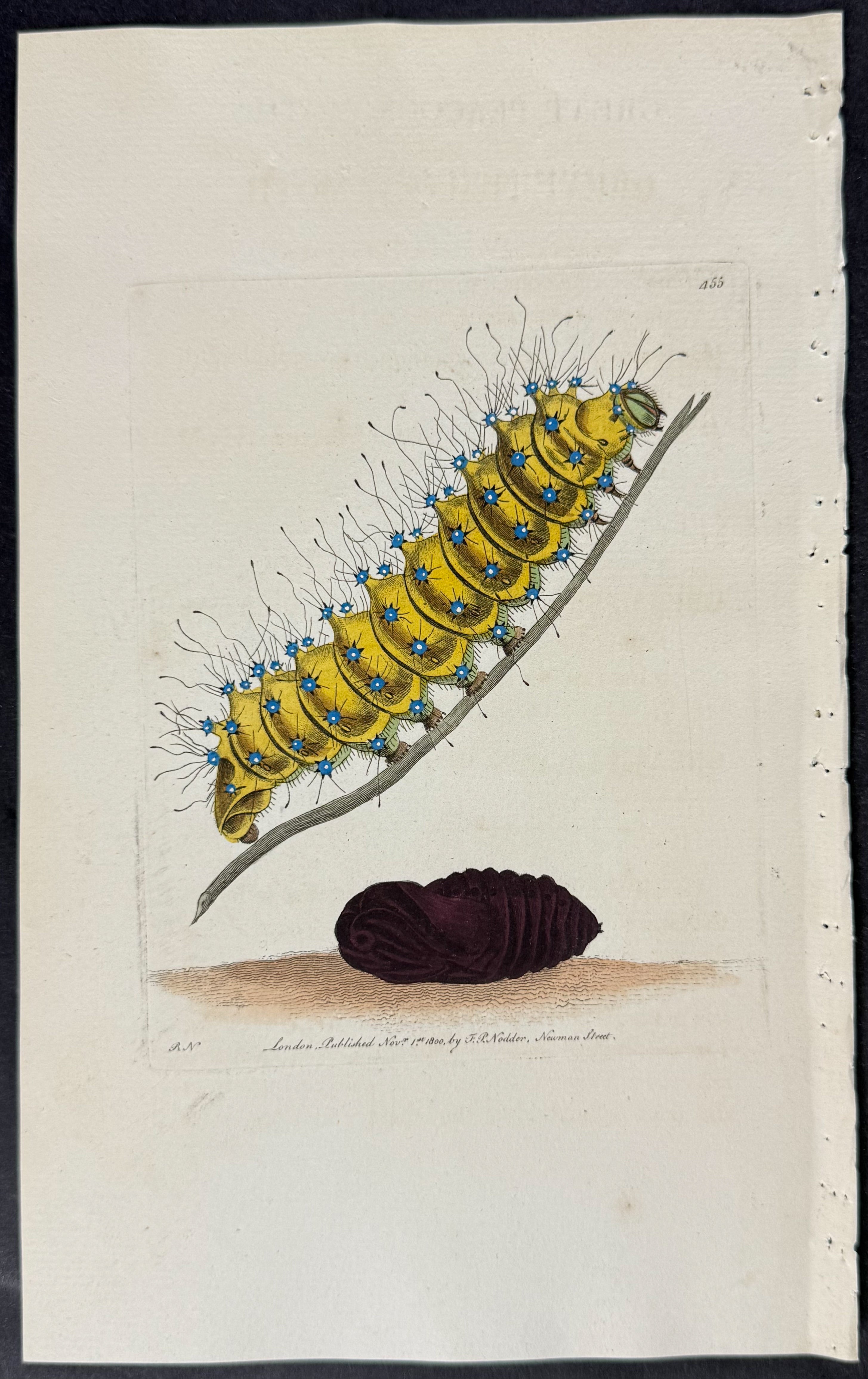 Phalaena Junonia Caterpillar & Cocoon