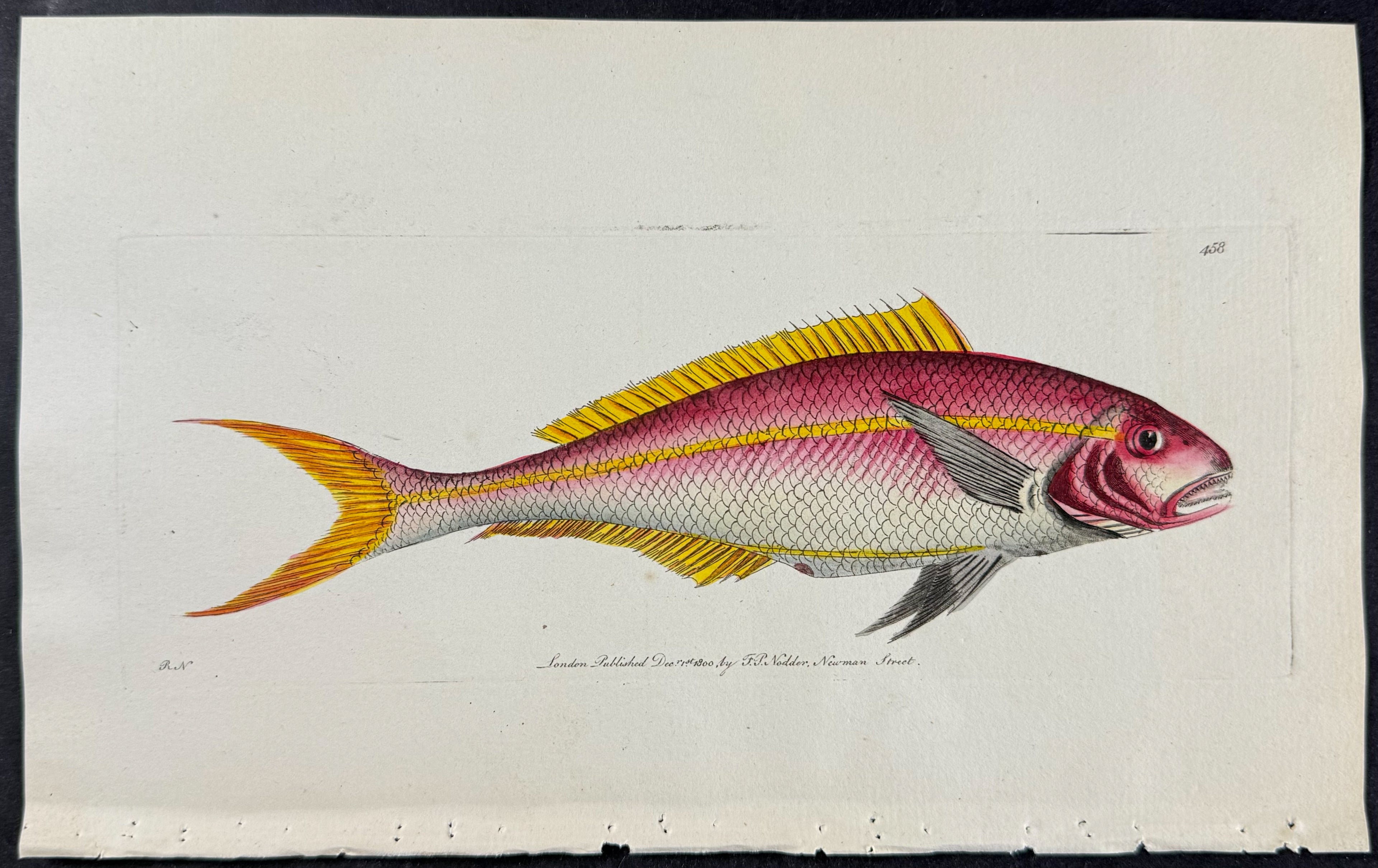 Yellow-striped Sparus