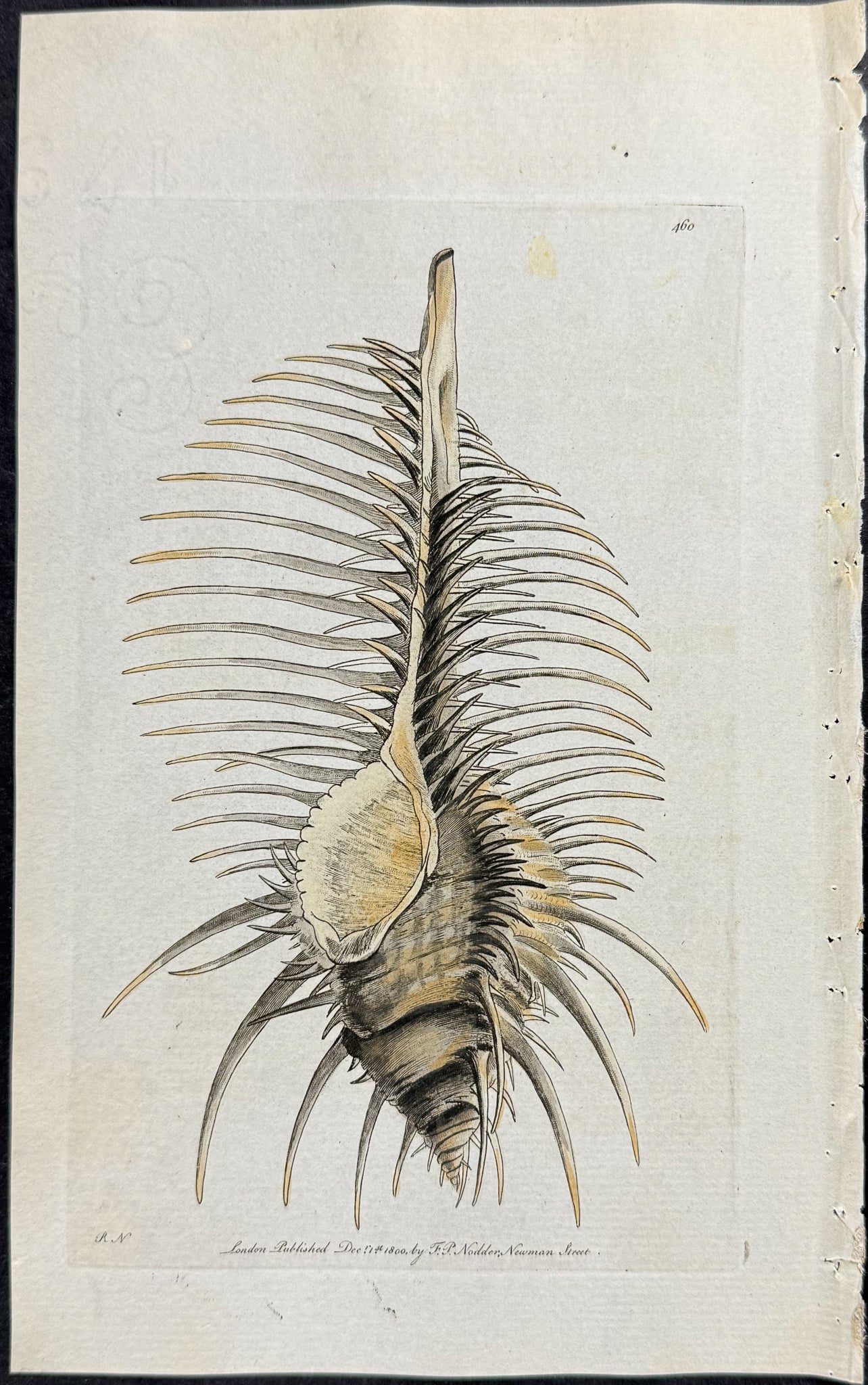 Thorny Murex Shell