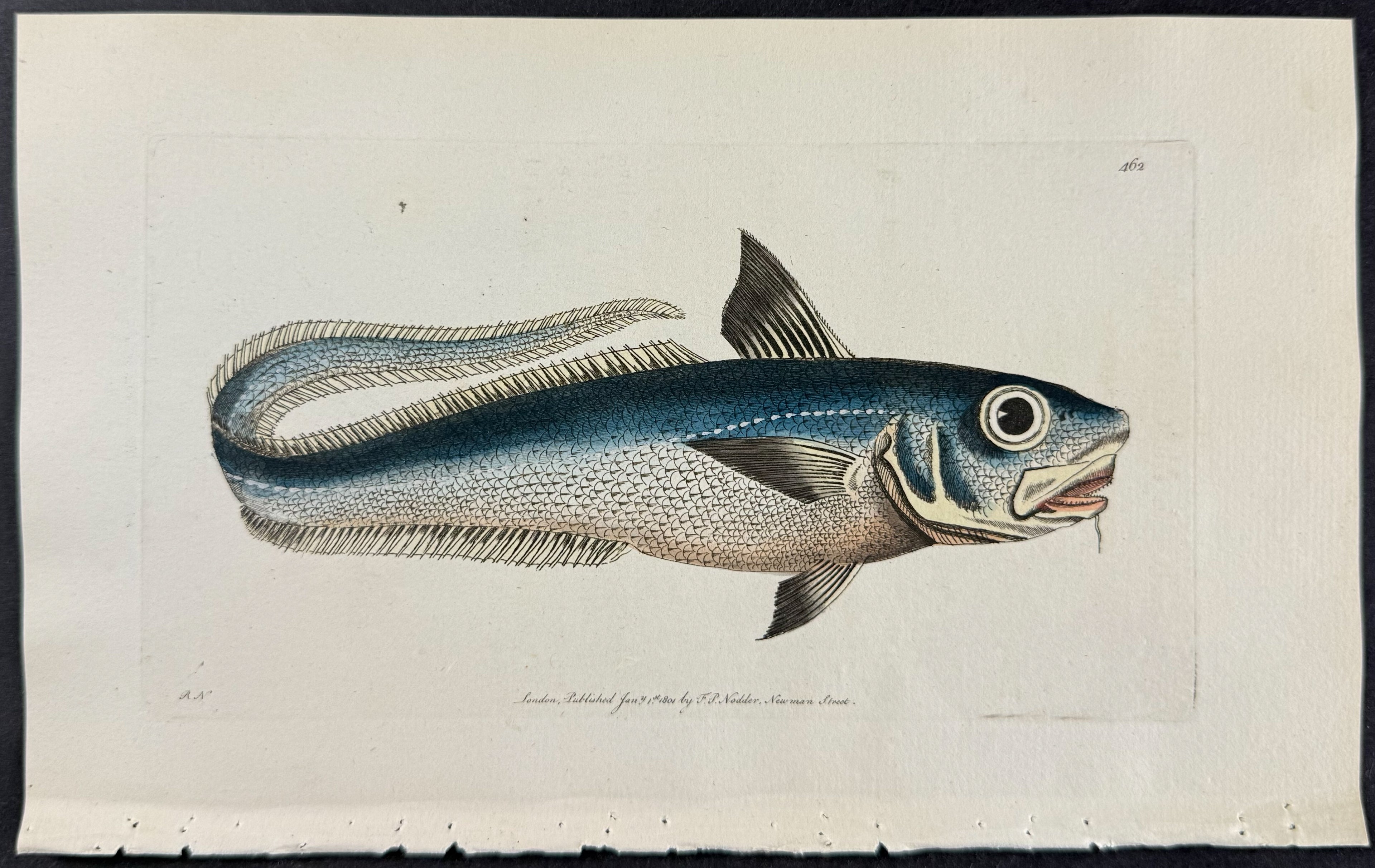 Macrourus Rupestris