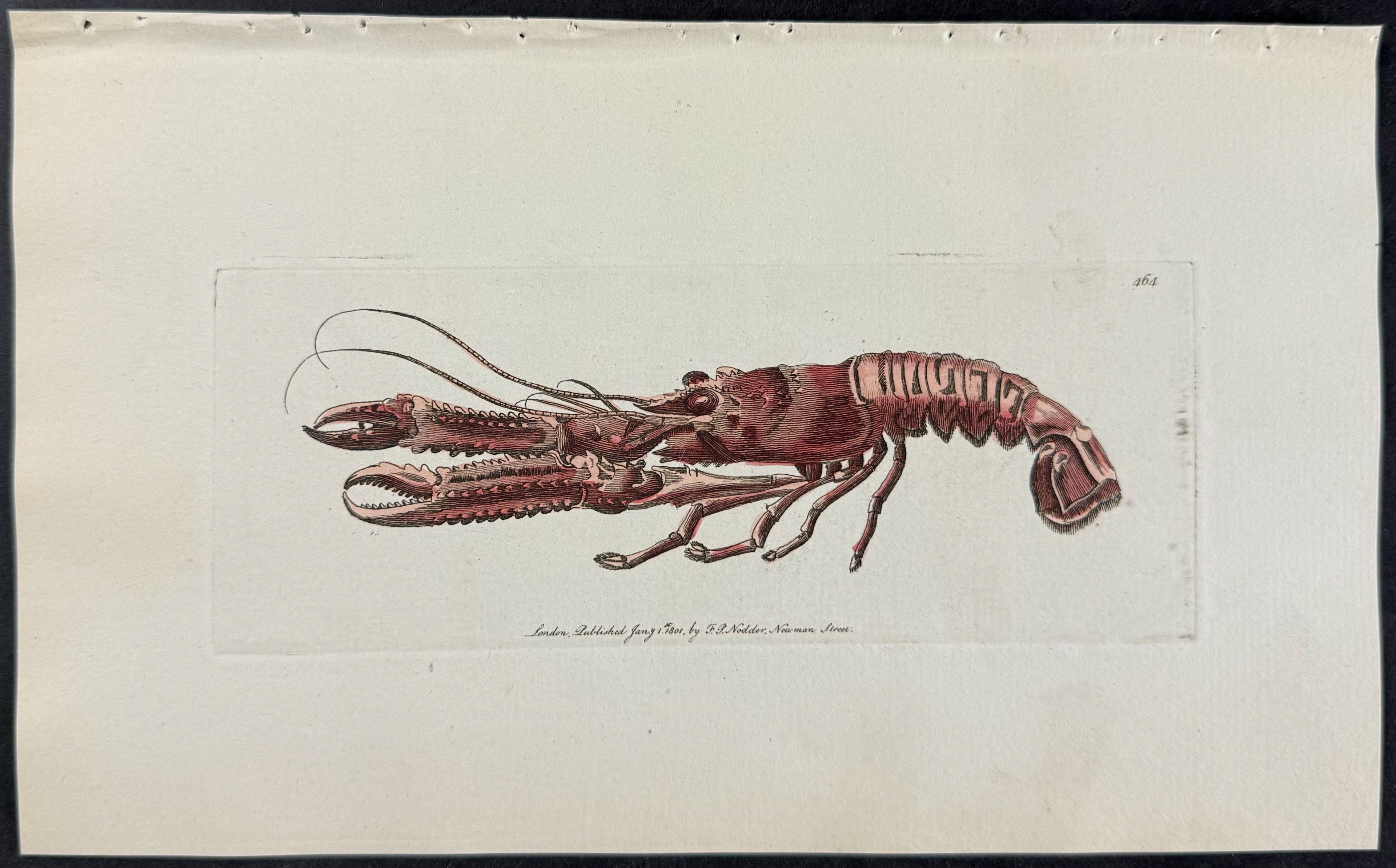 Norway Lobster