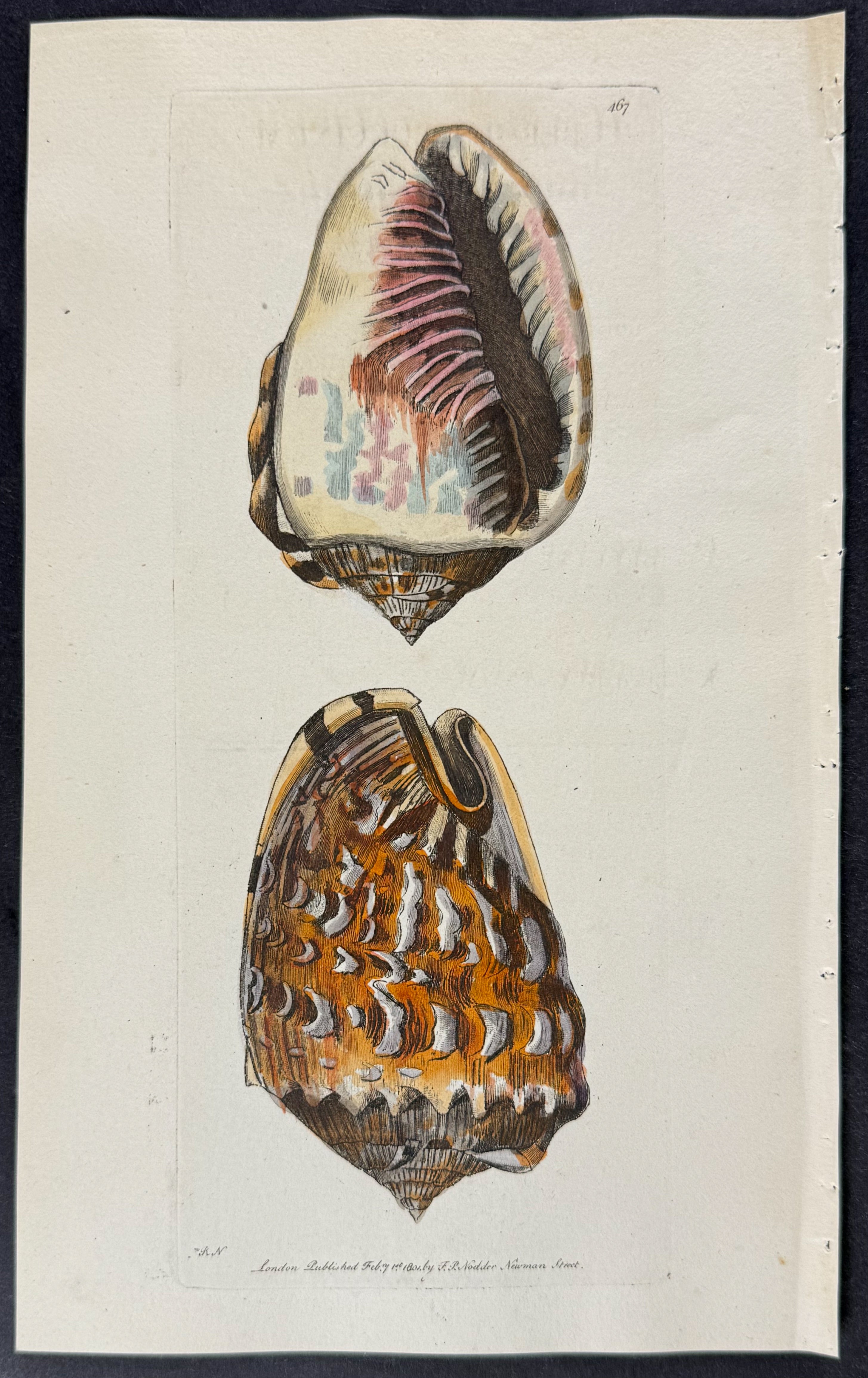 Tuberous Buccinum Shell