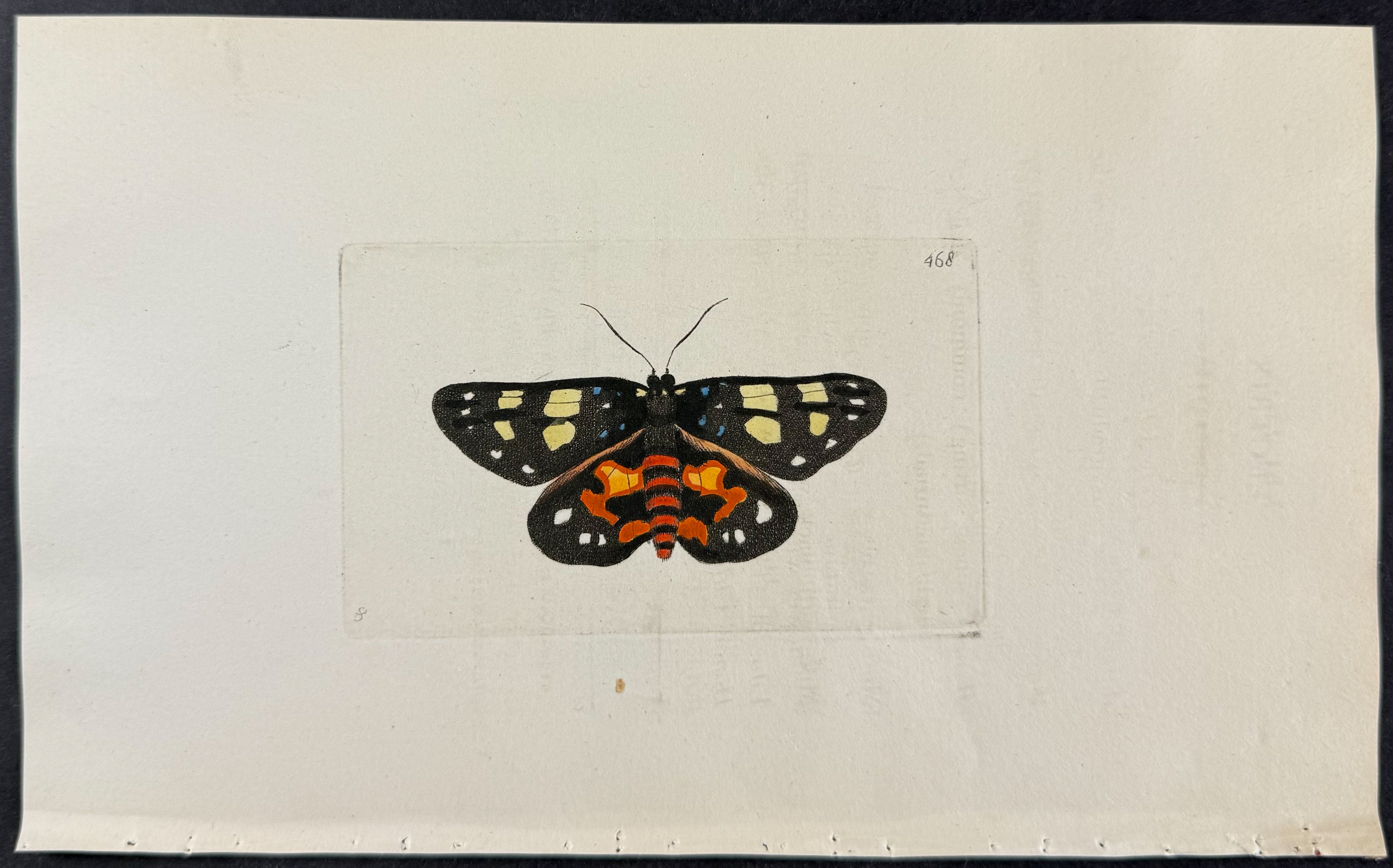 Phalaena Lectrix Moth