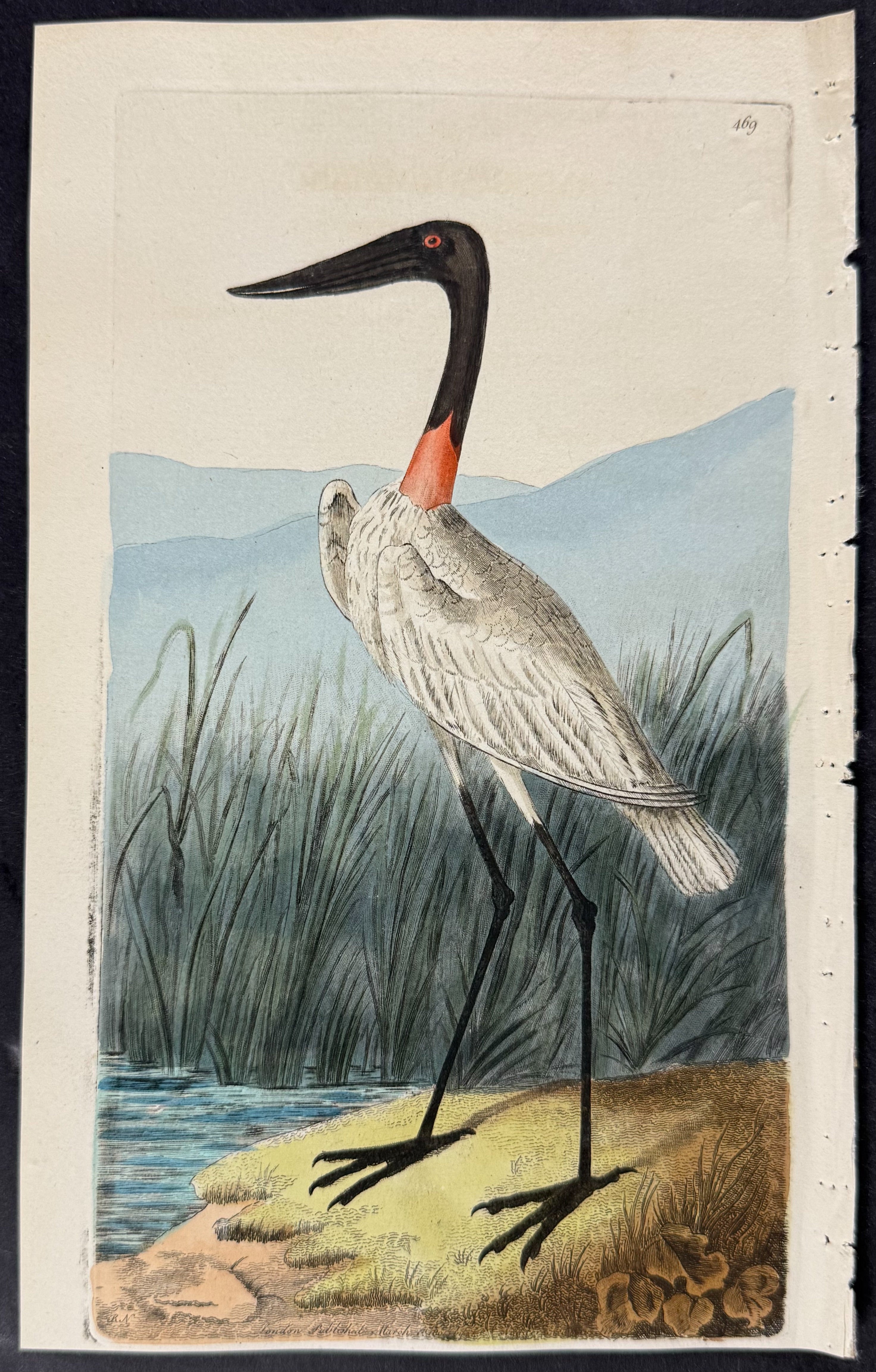 American Jabiru