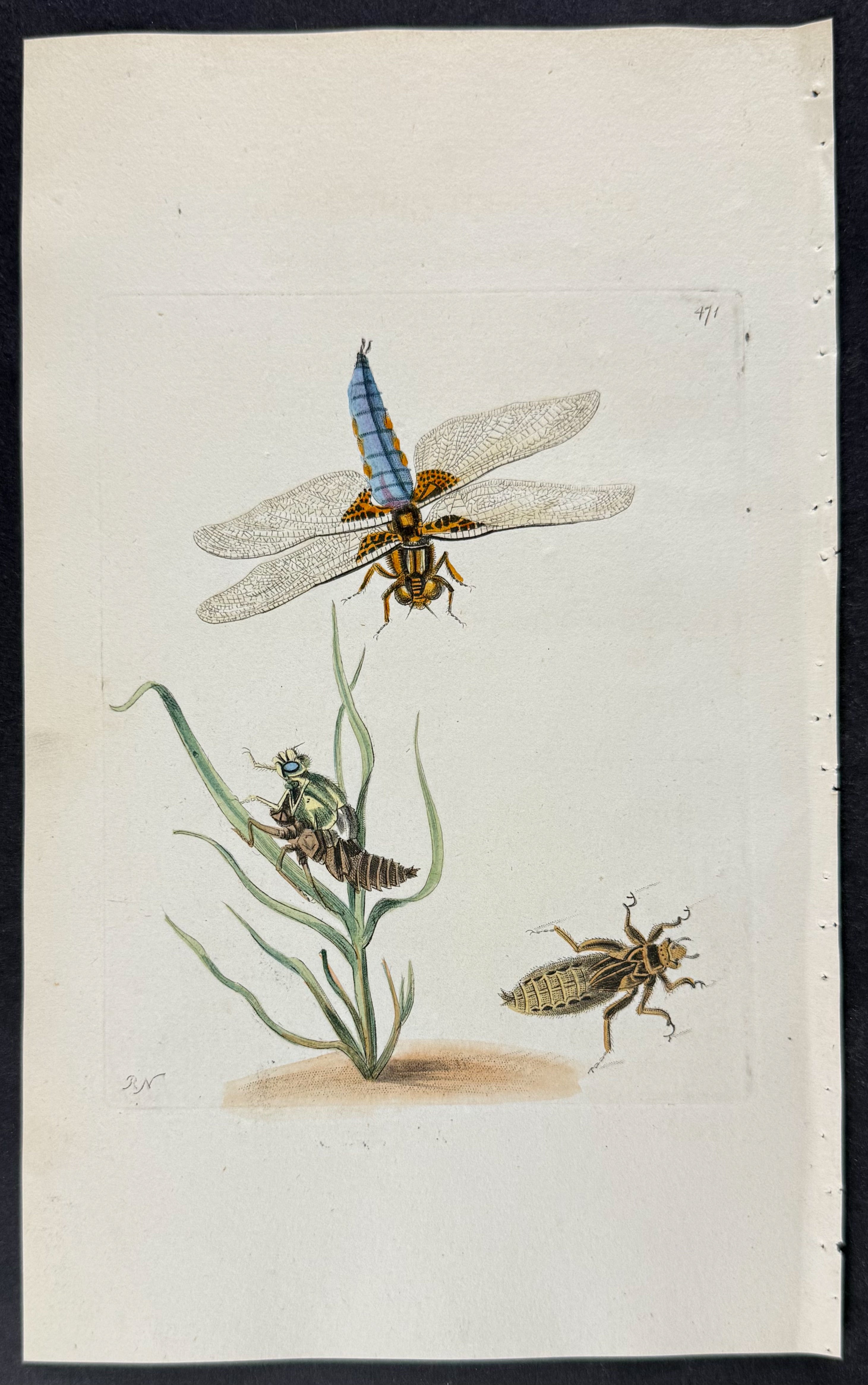 Depressed Libellula or Dragonfly