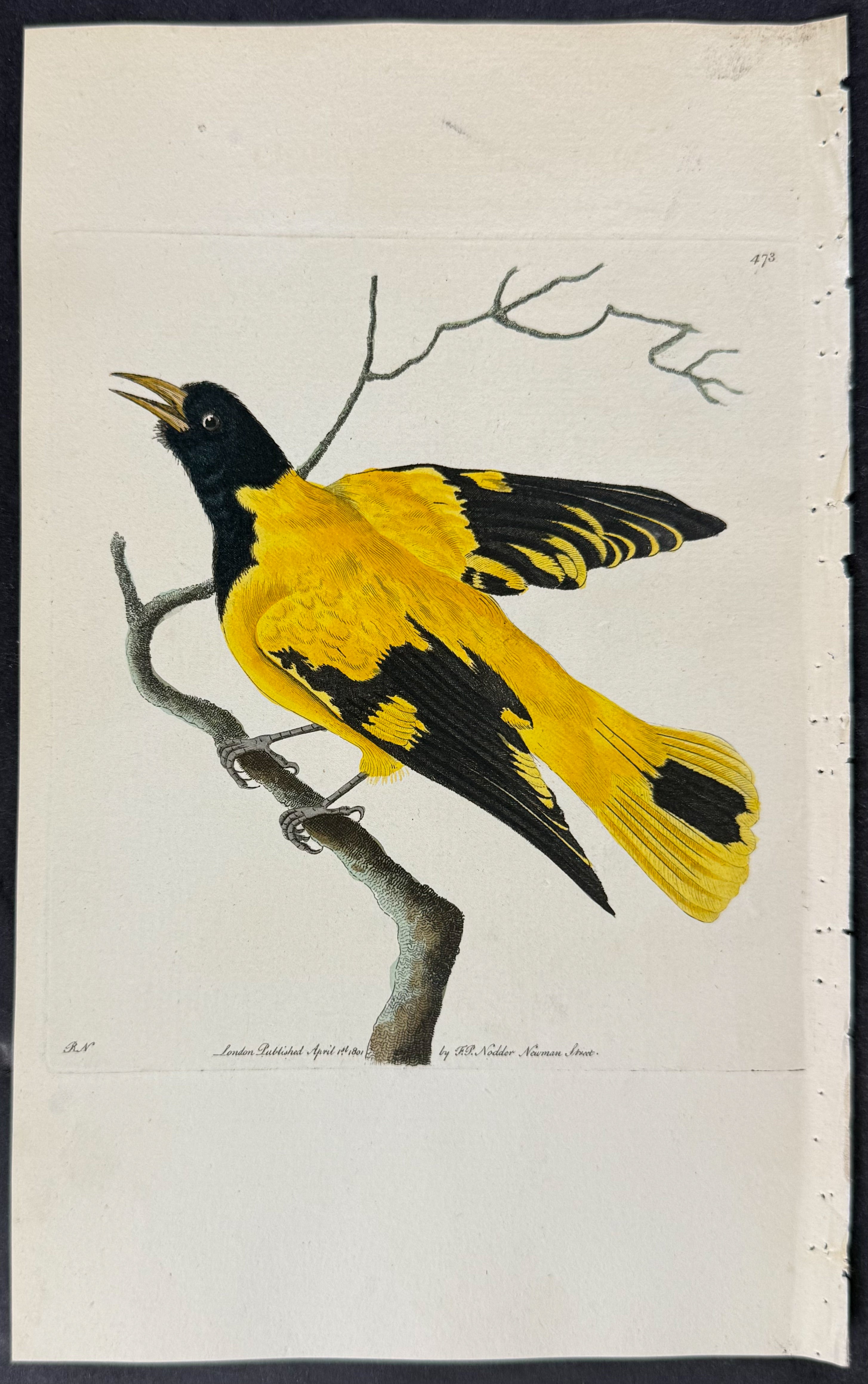 Black-headed Oriole