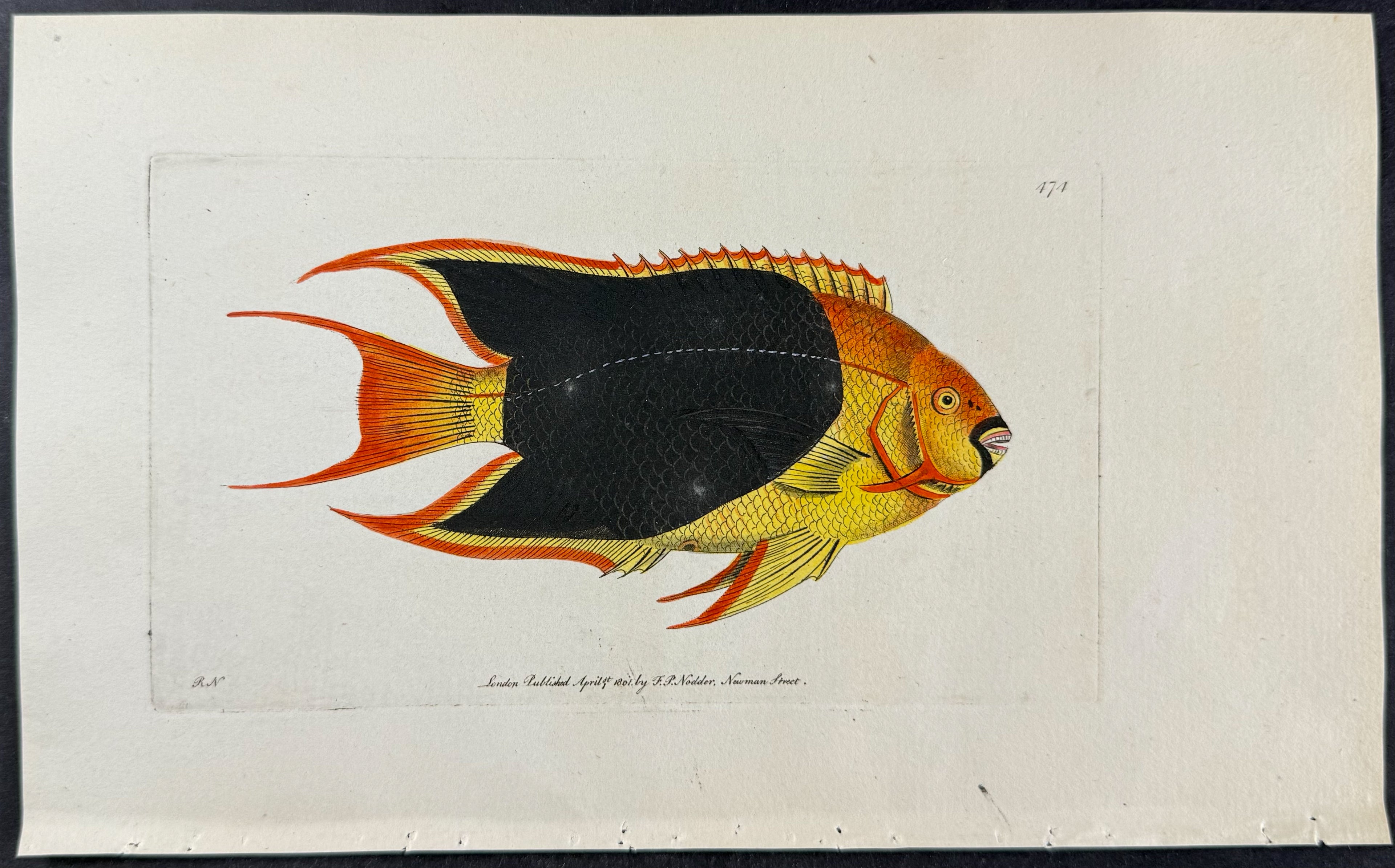 Tricolor Chaetodon