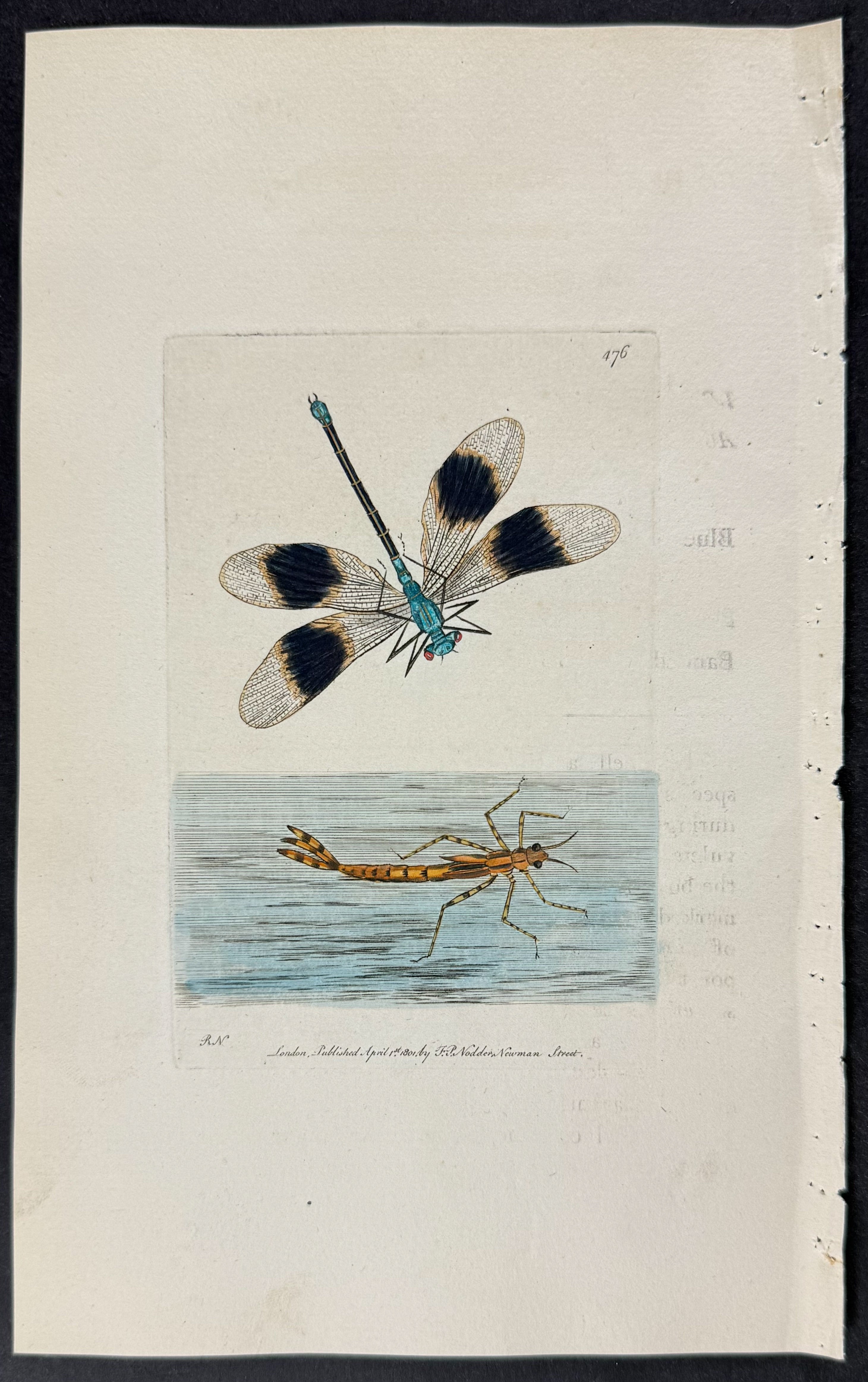 Black-winged Libellula or Dragonfly