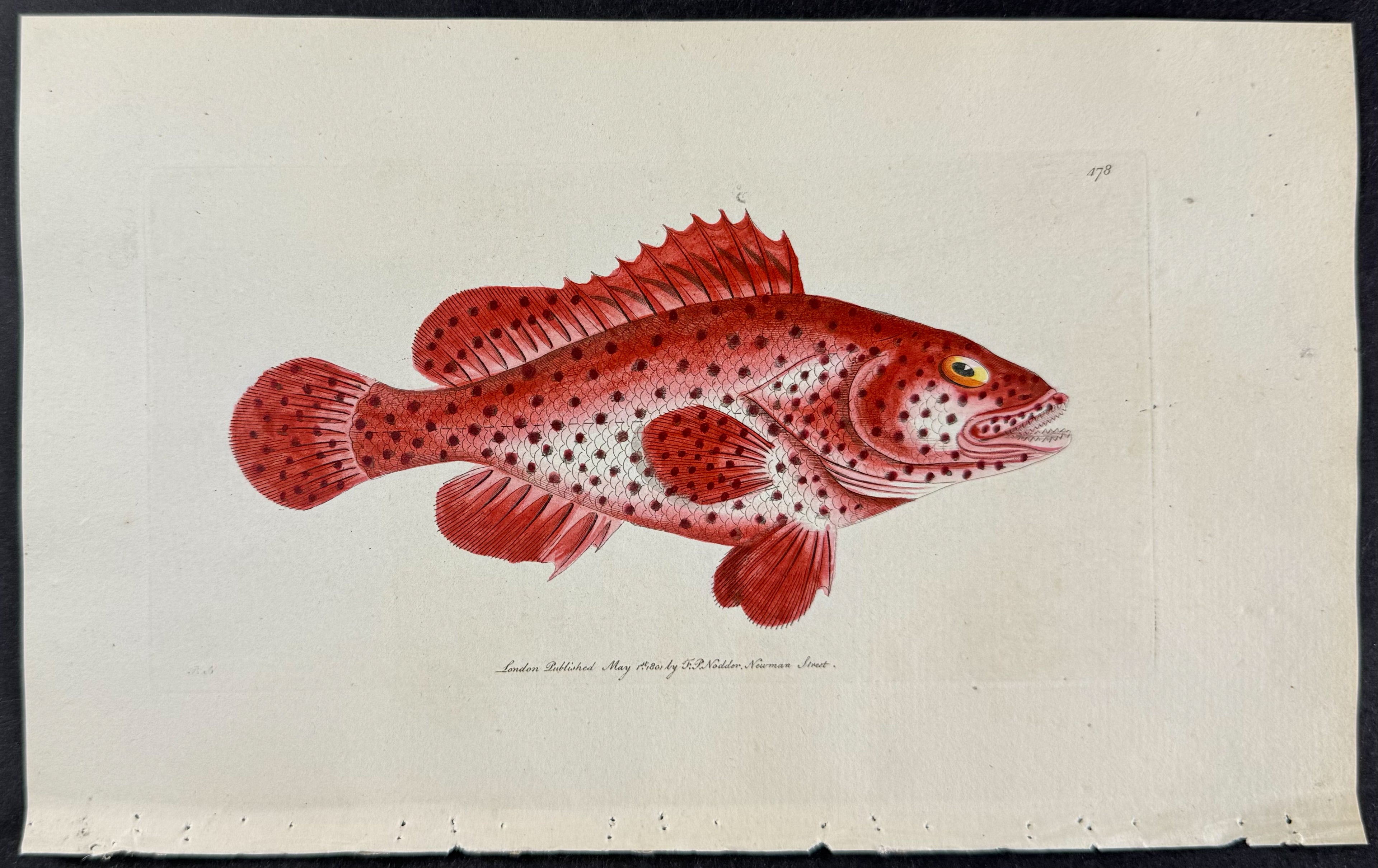 Sanguine Perch