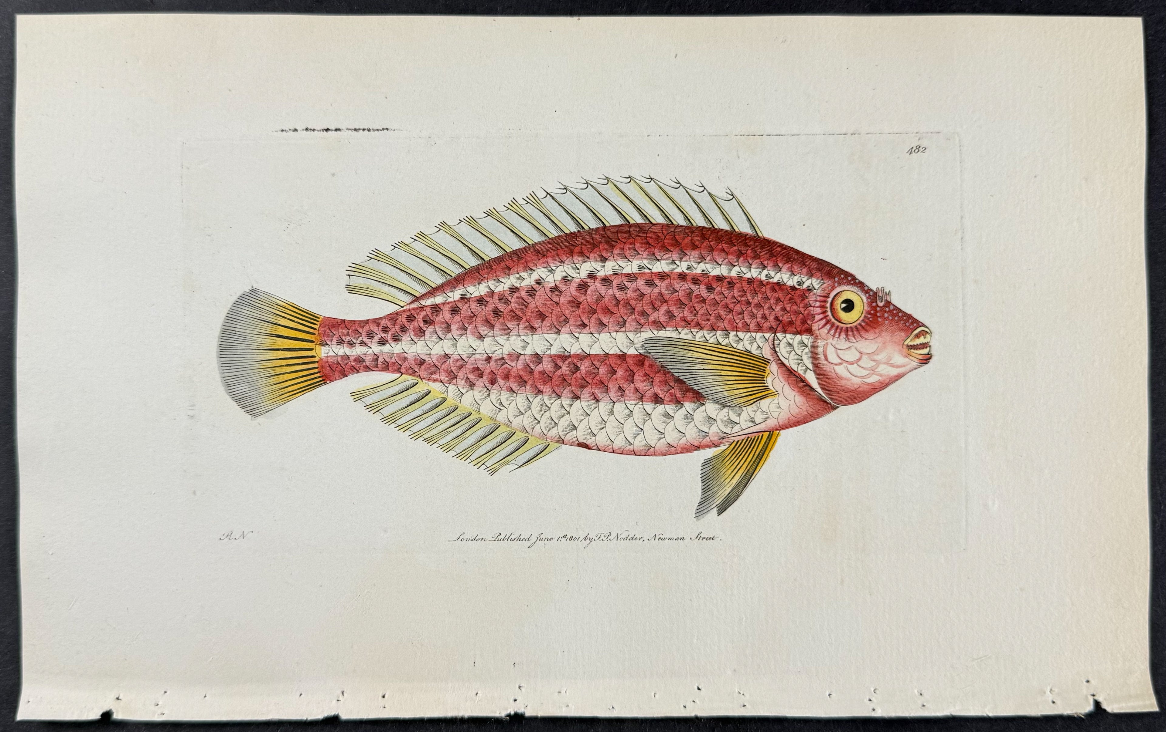Red Scarus
