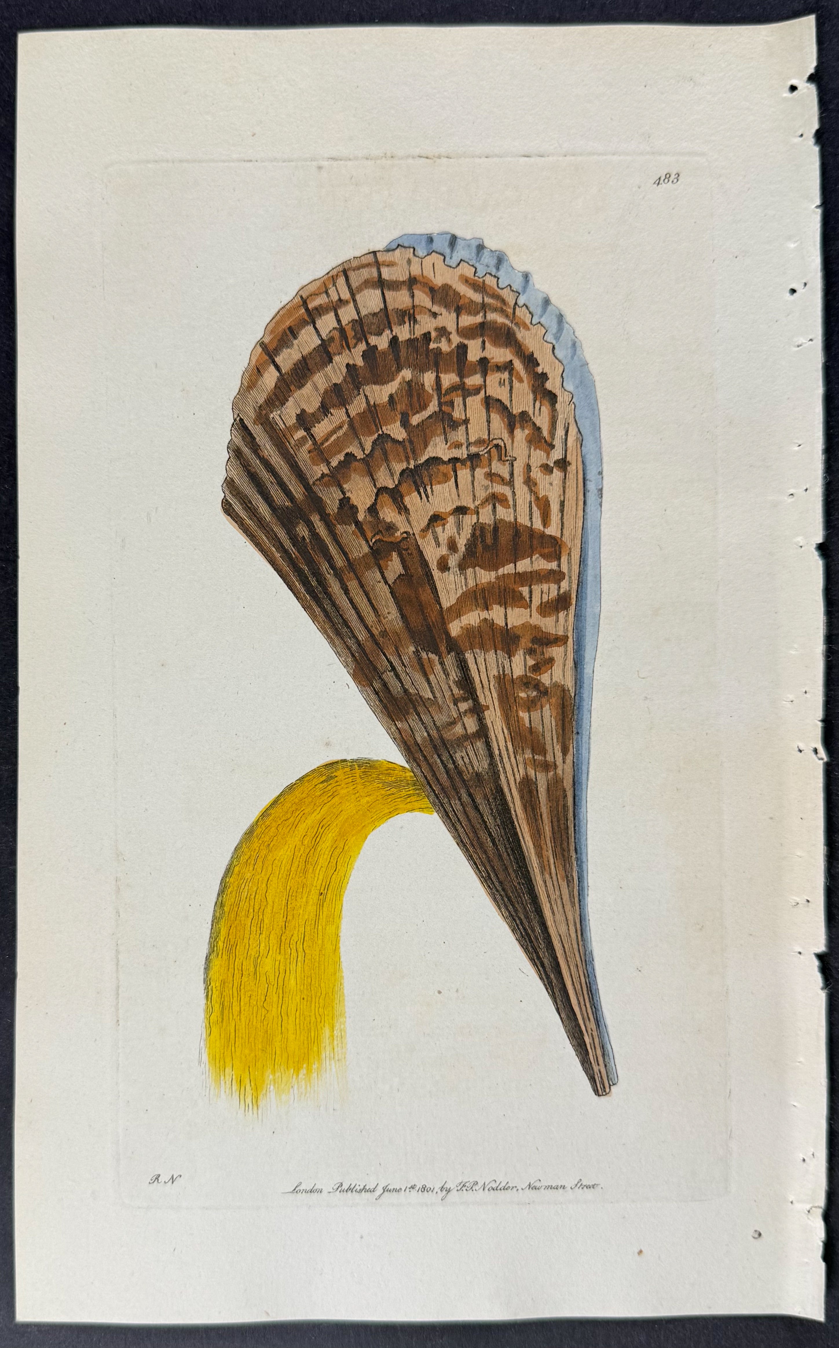 Muricated Pinna