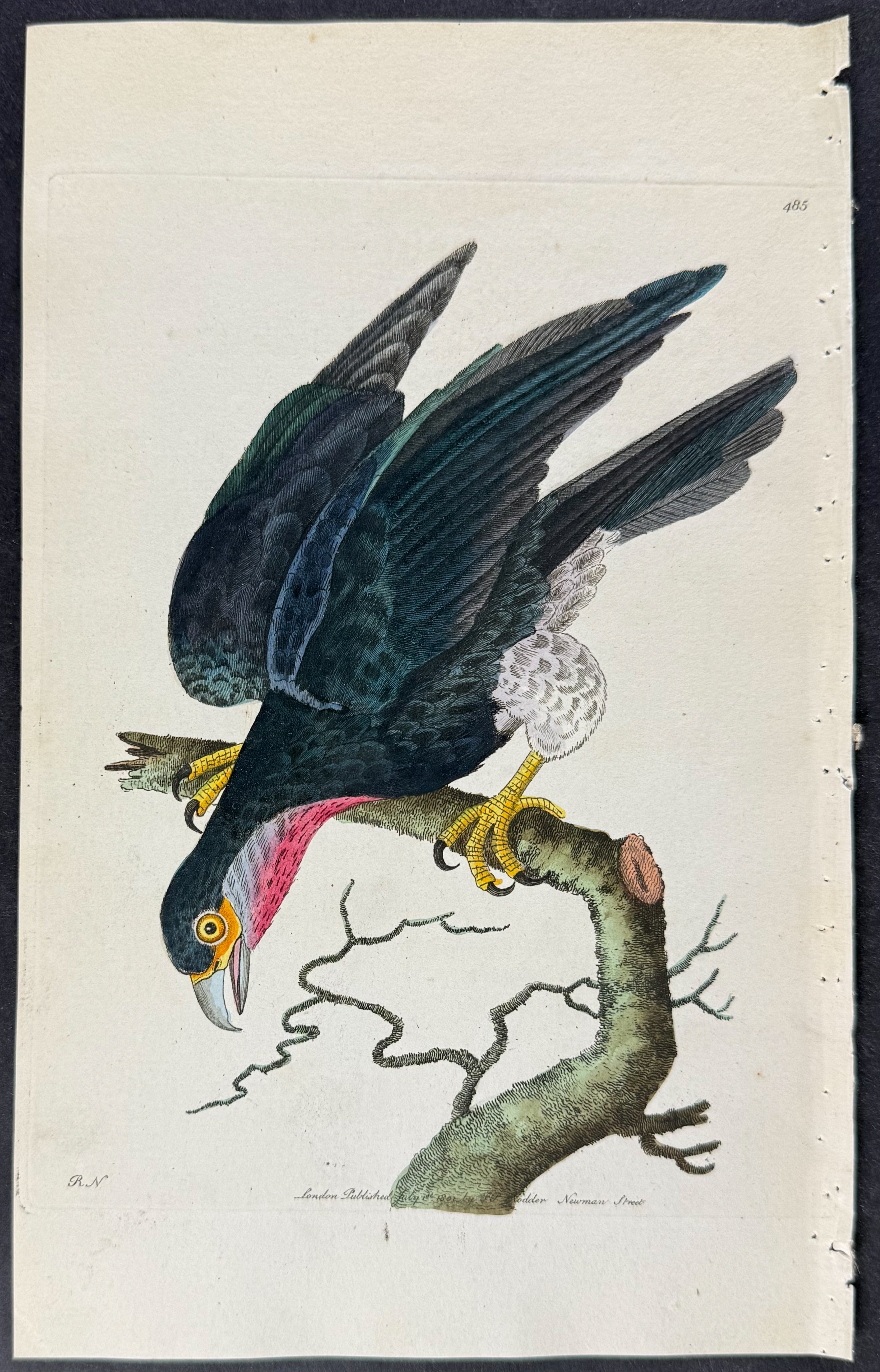 Purple-throated Falcon