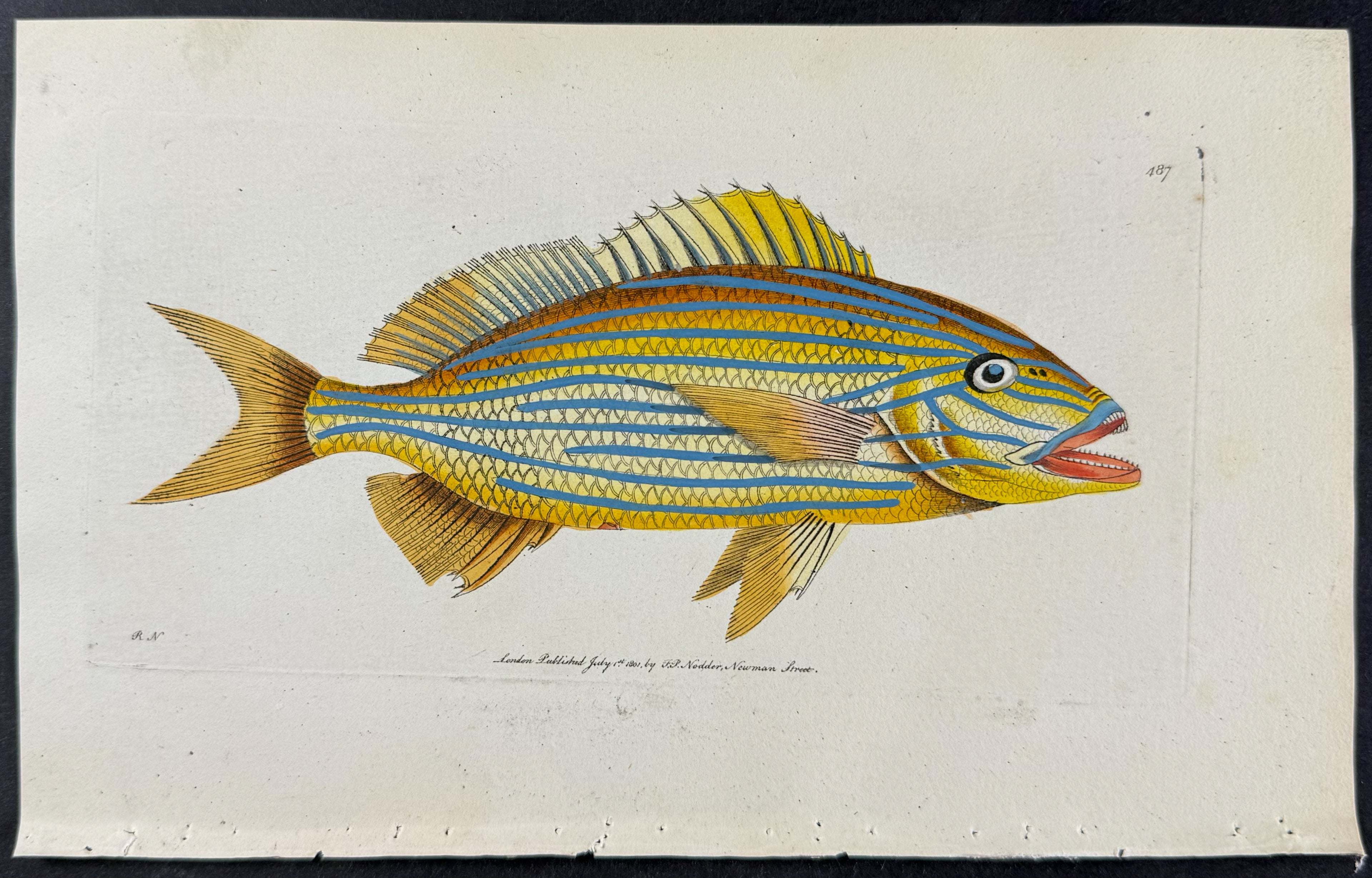 Blue-striped Anthias