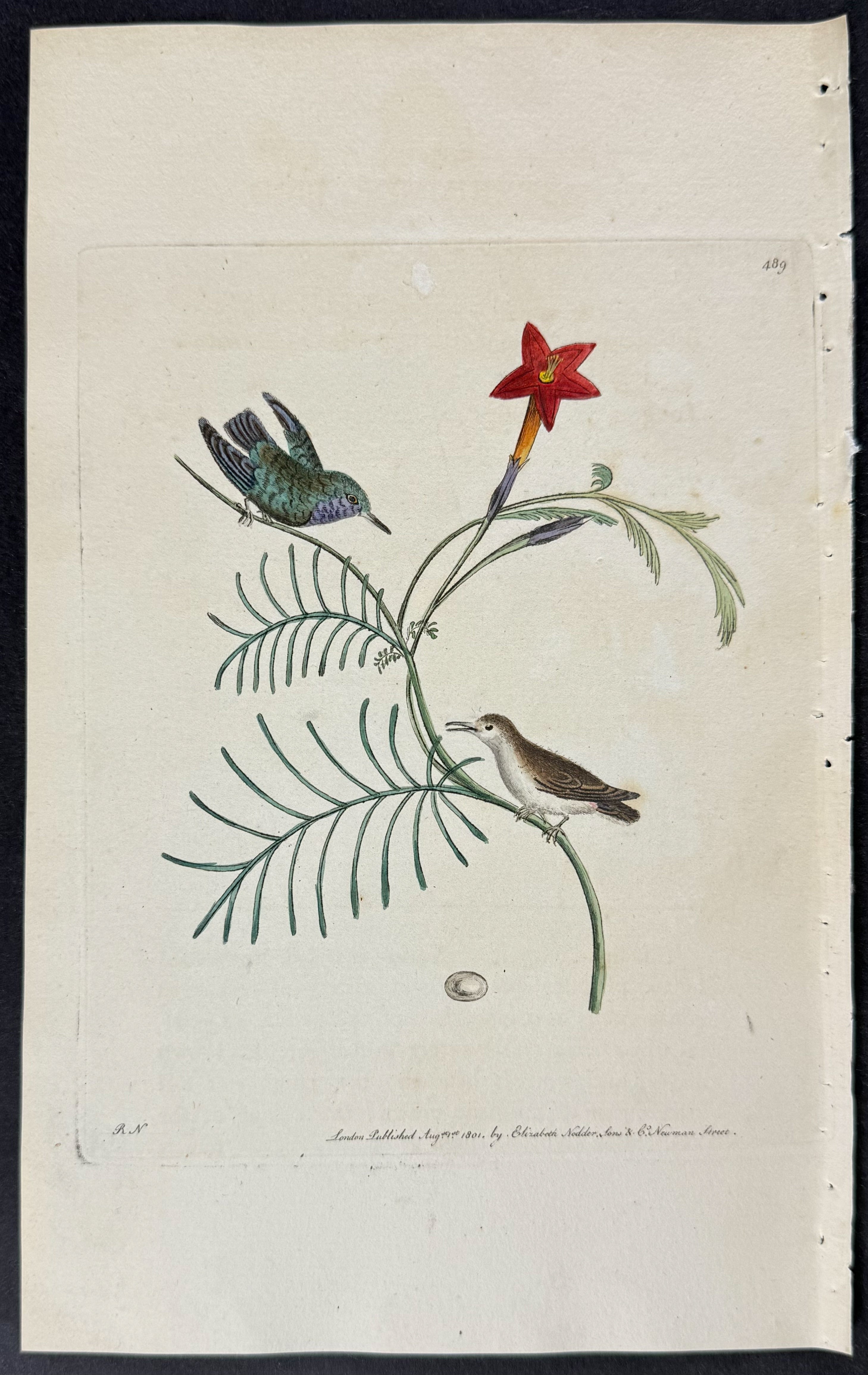 Least Hummingbird