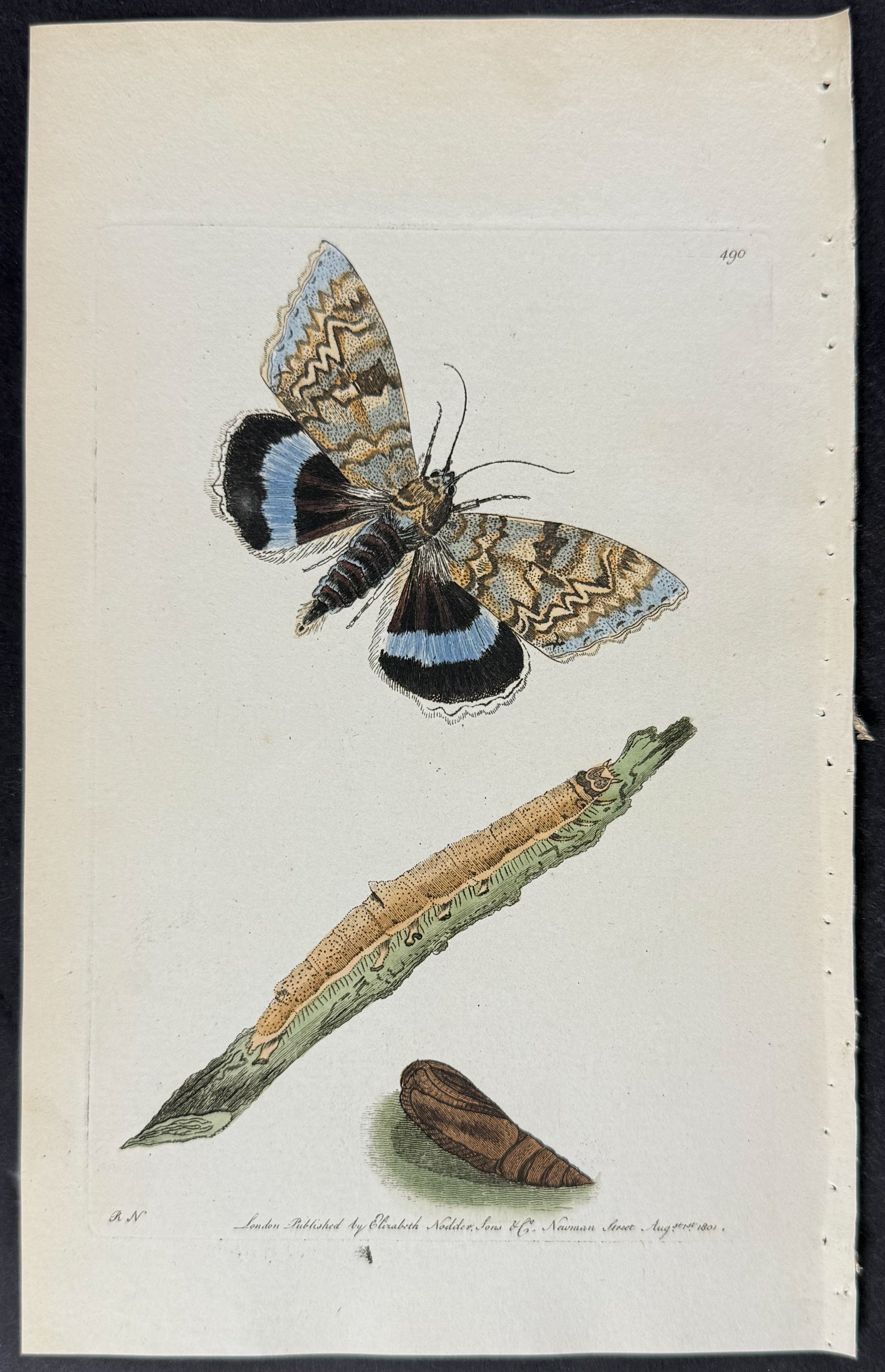 Clifden Moth