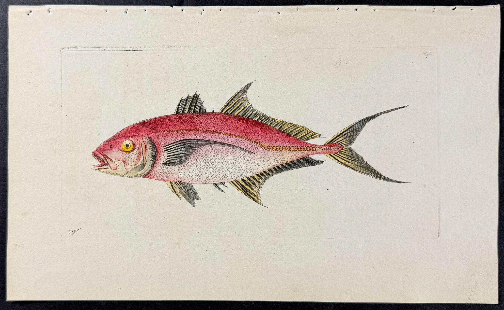 Red Mackrel