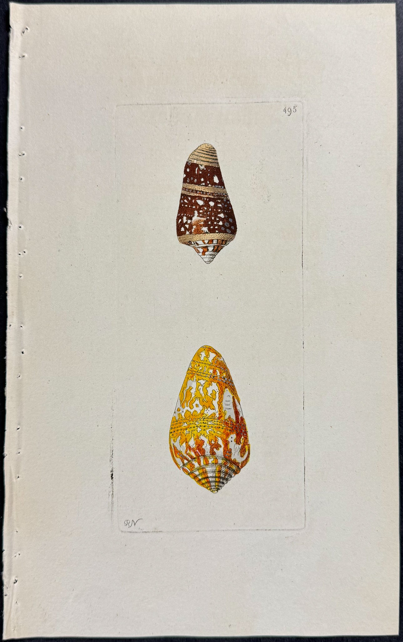 Admiral Cone Shells