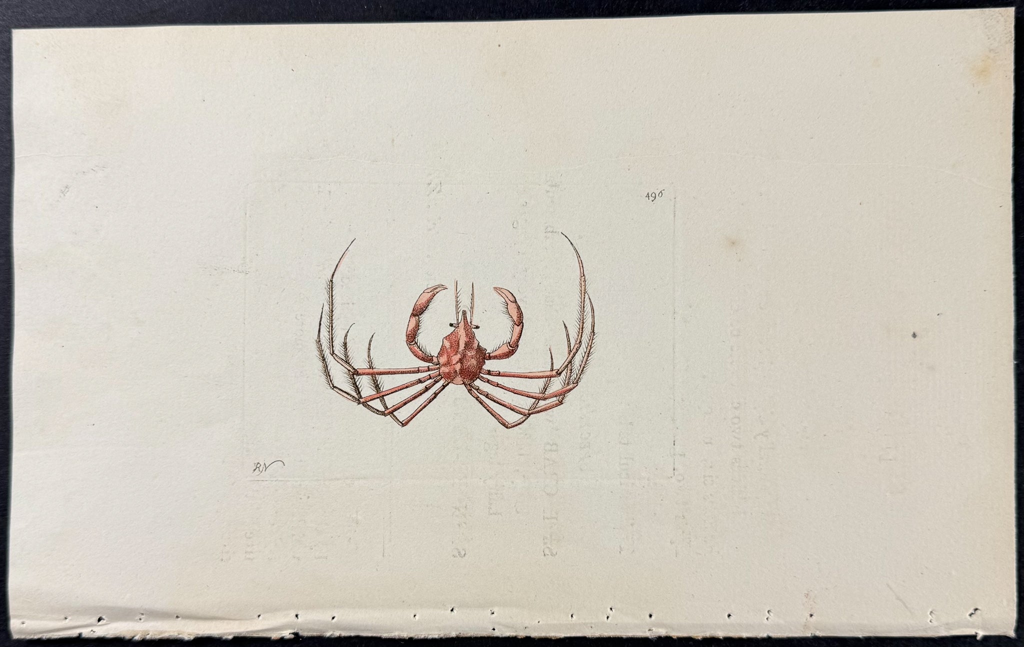 Slender-legged Crab
