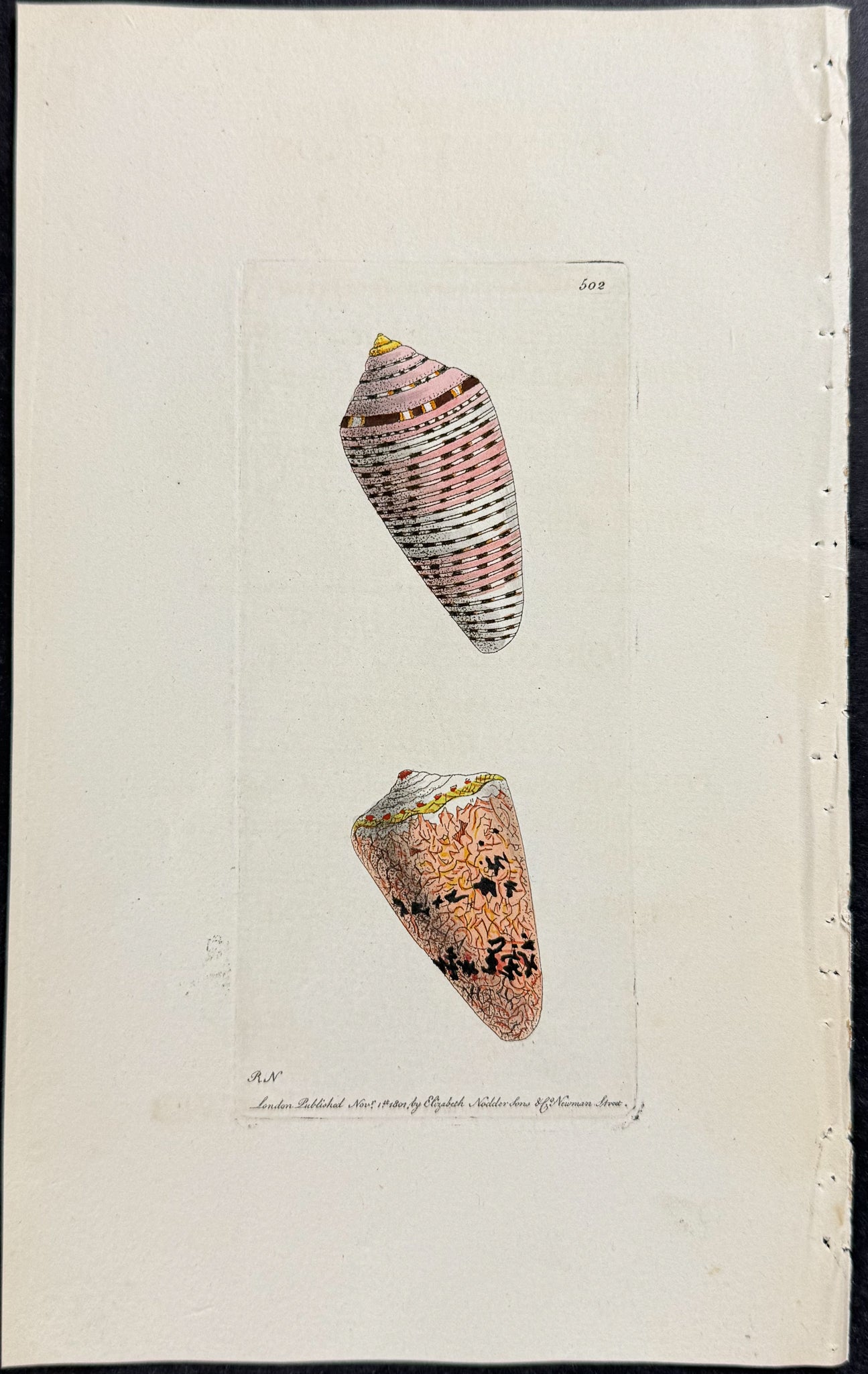 Orange-Flag Cone Shell