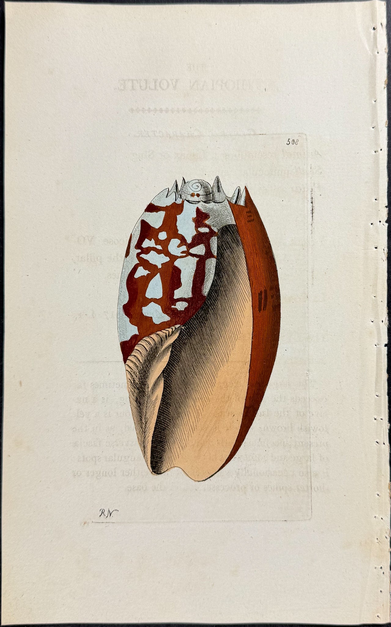 Aethiopian Volute Shell