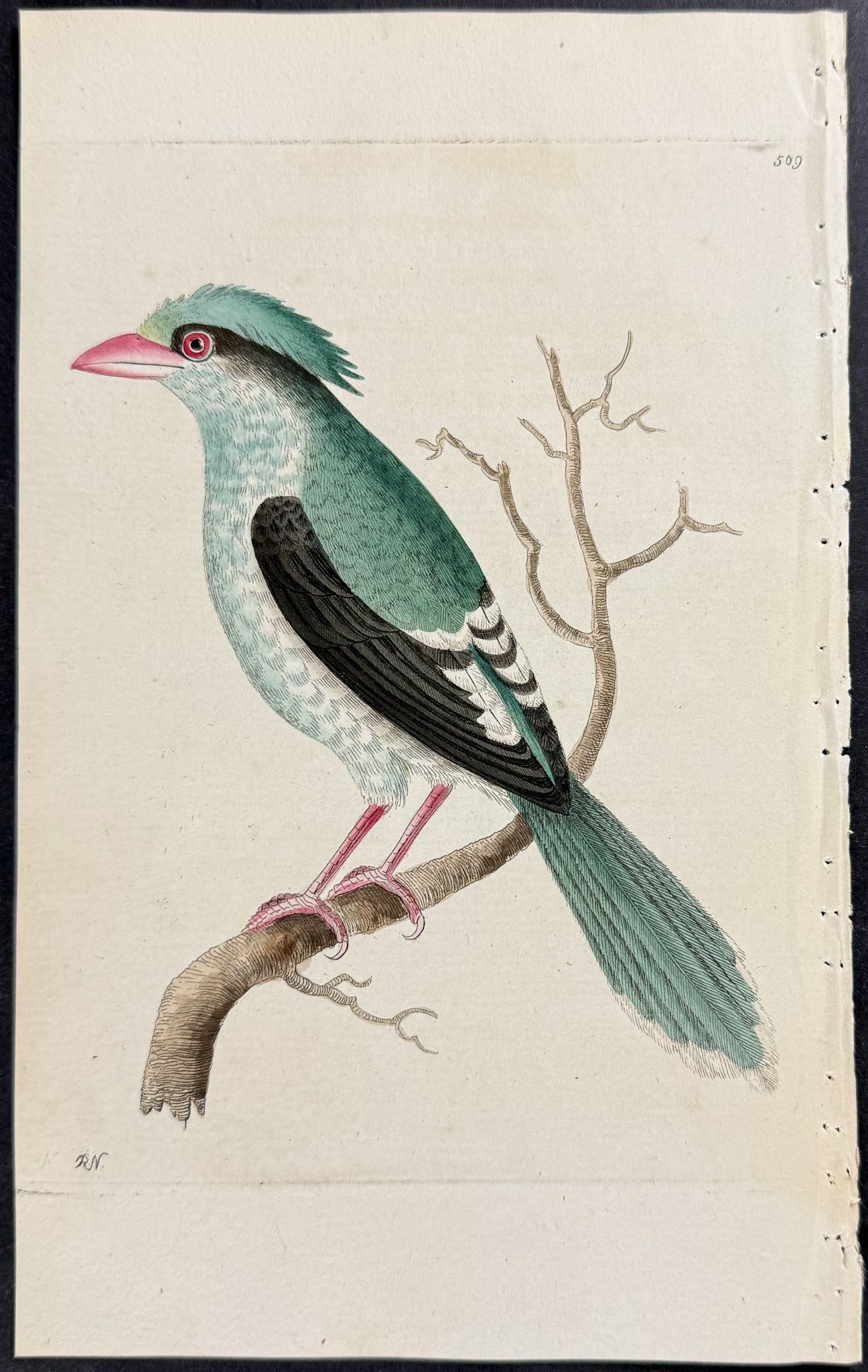 Chinese Roller