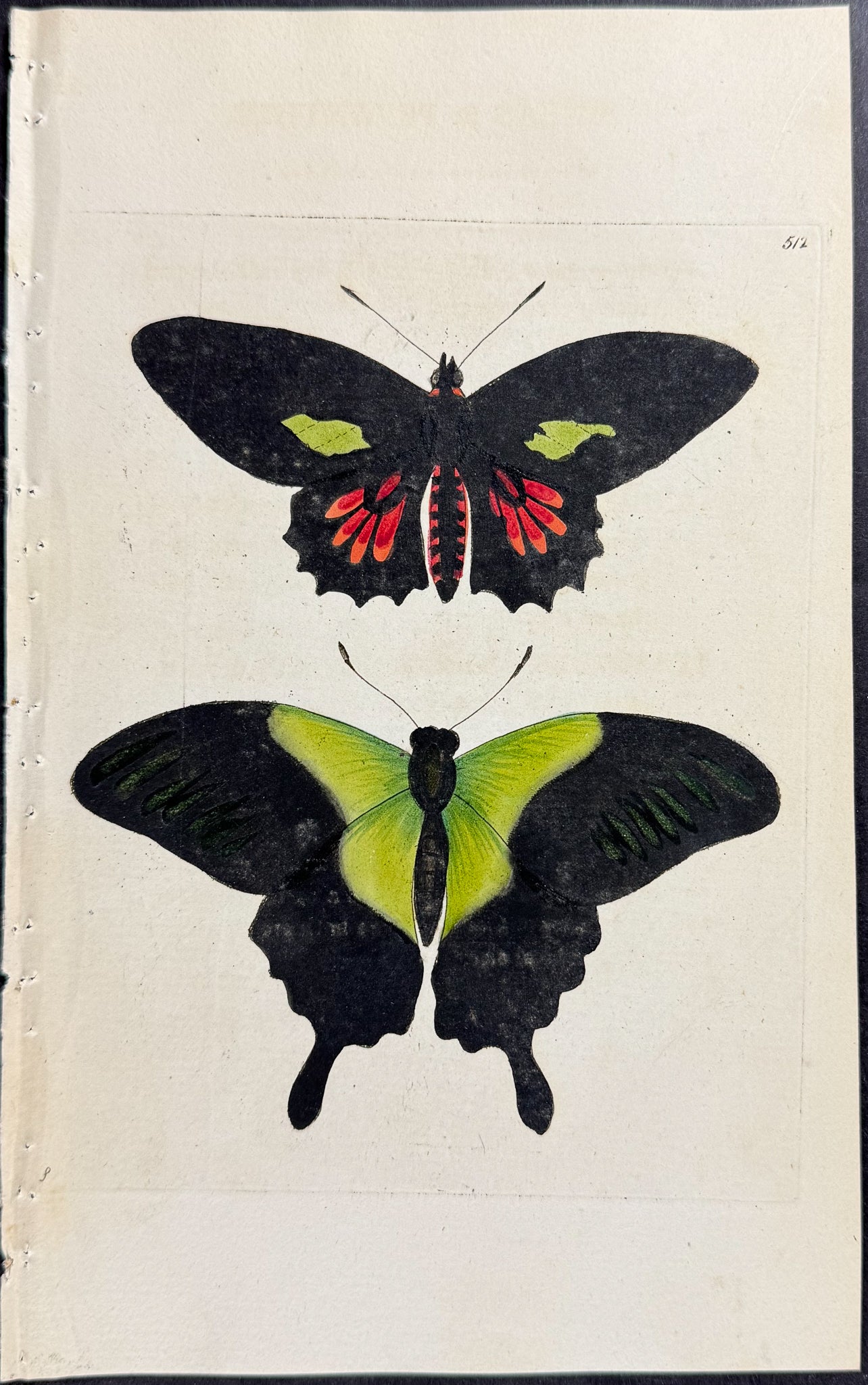 Butterfly - Aeneas & Peranthus