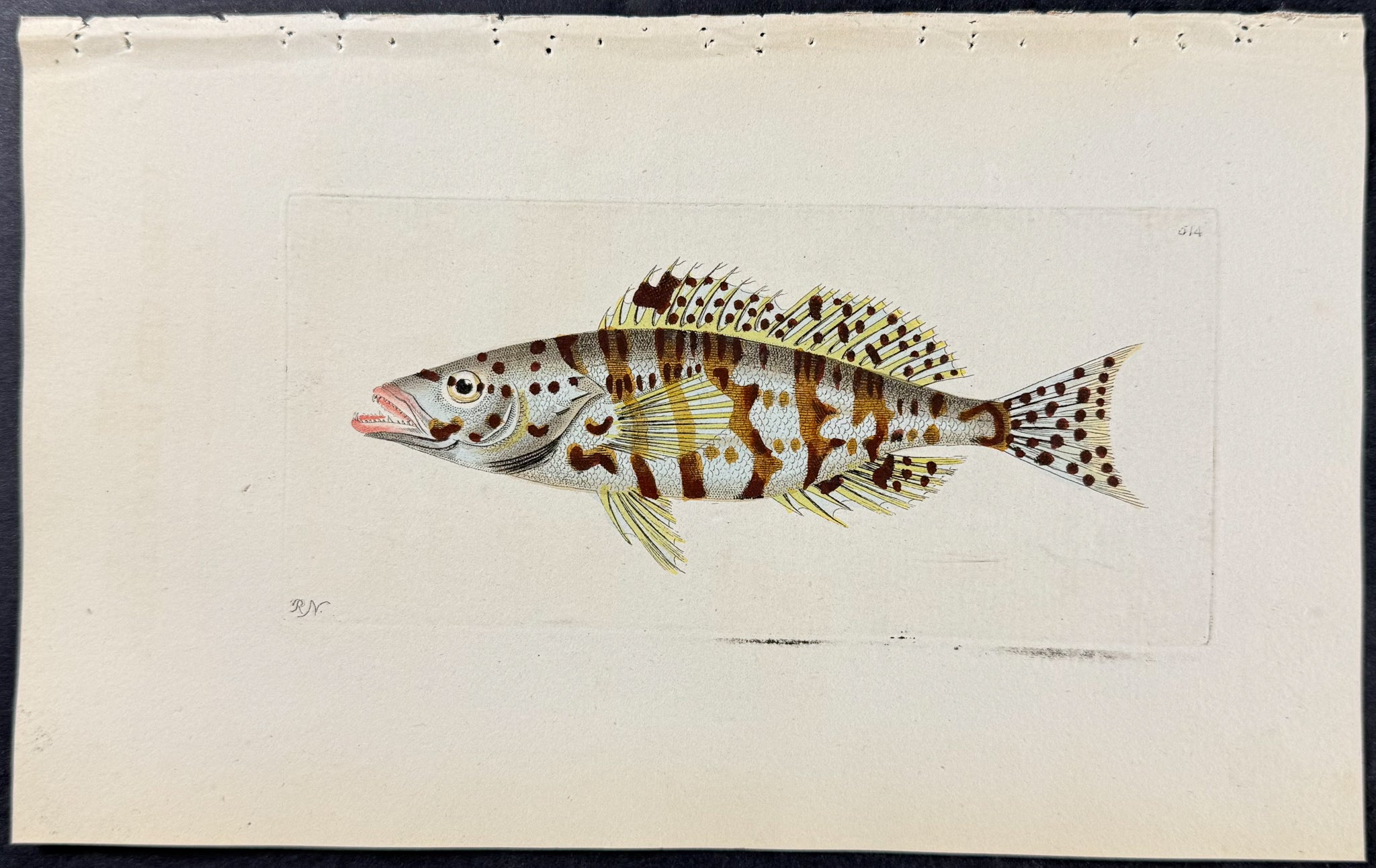 Variegated Holocentrus