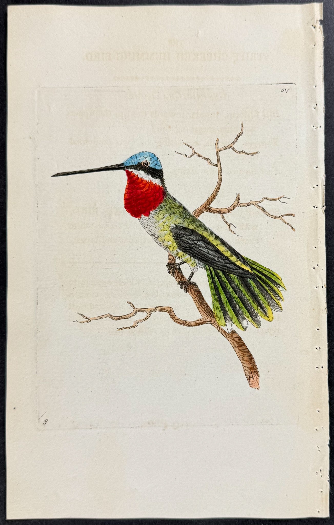 Stripe-cheeked Hummingbird