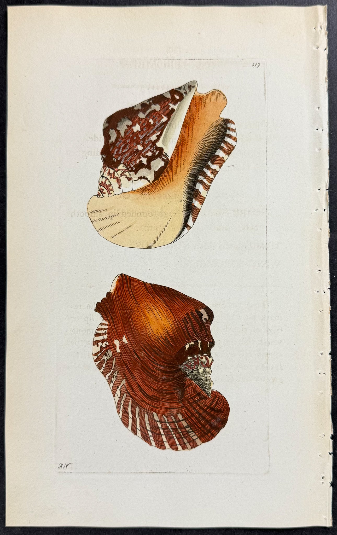 Wing Strombus Shell