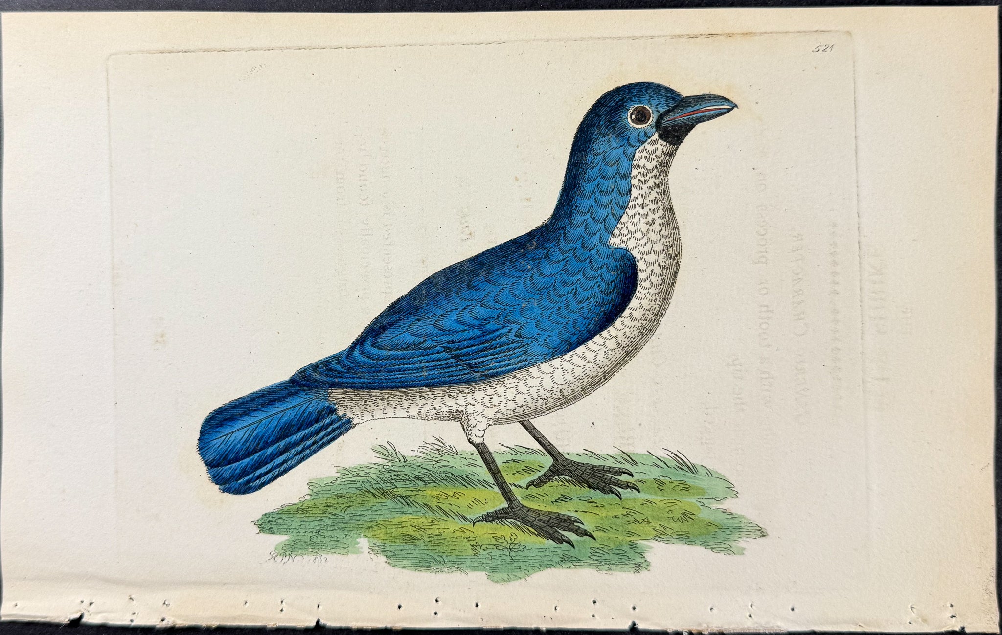 Blue Shrike