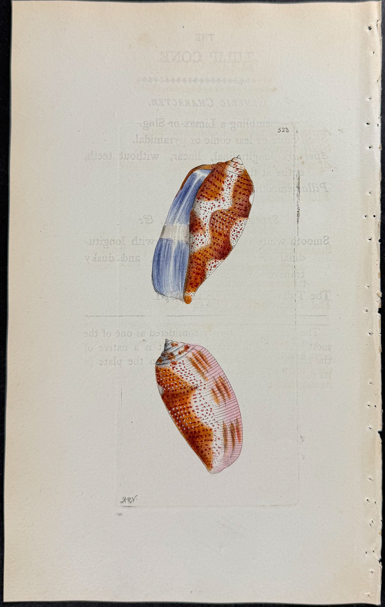 Tulip Cone Shell