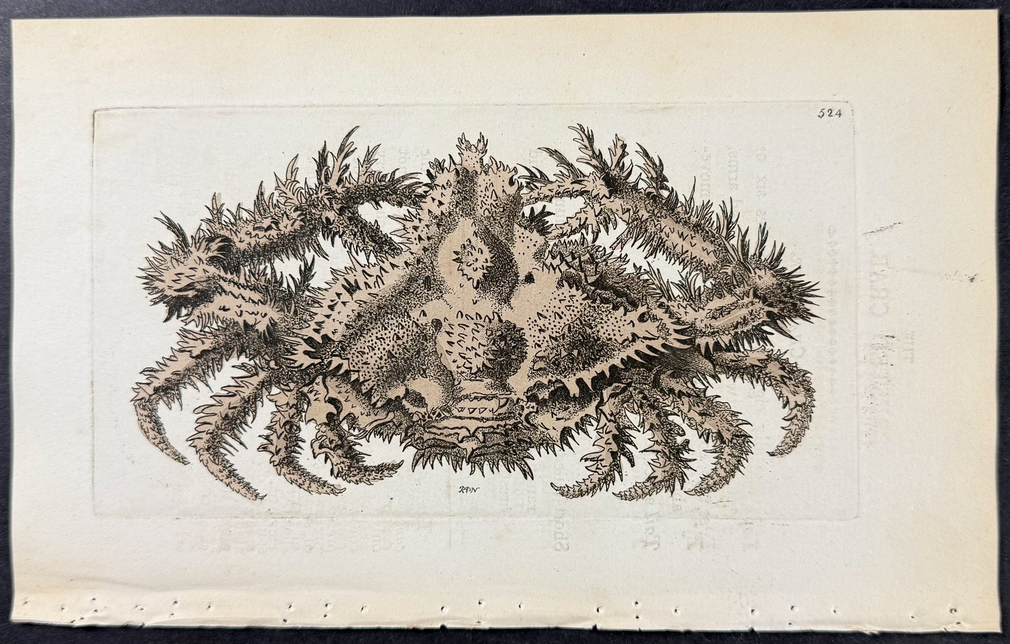 Crested Crab