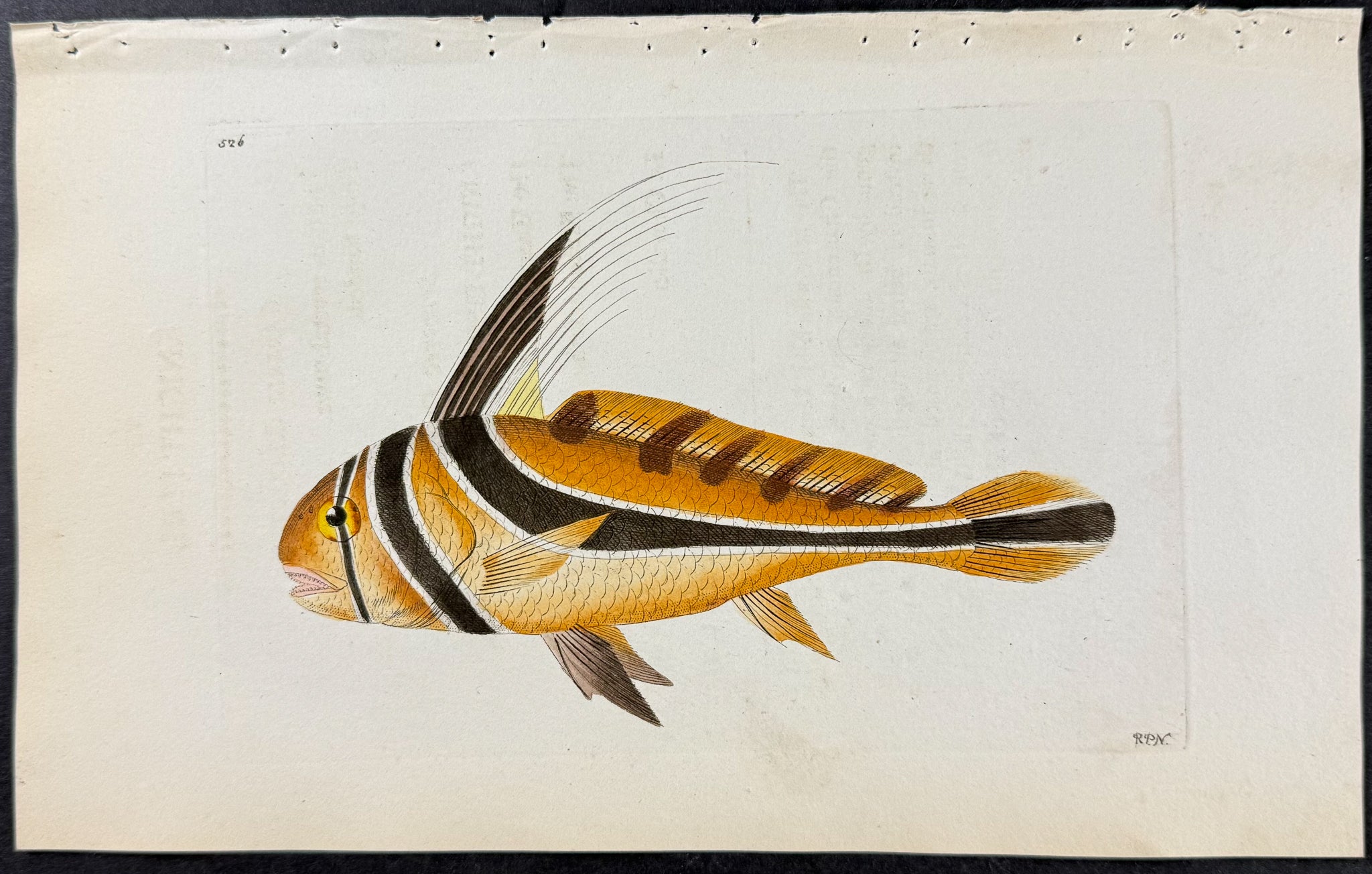 Knight-Fish