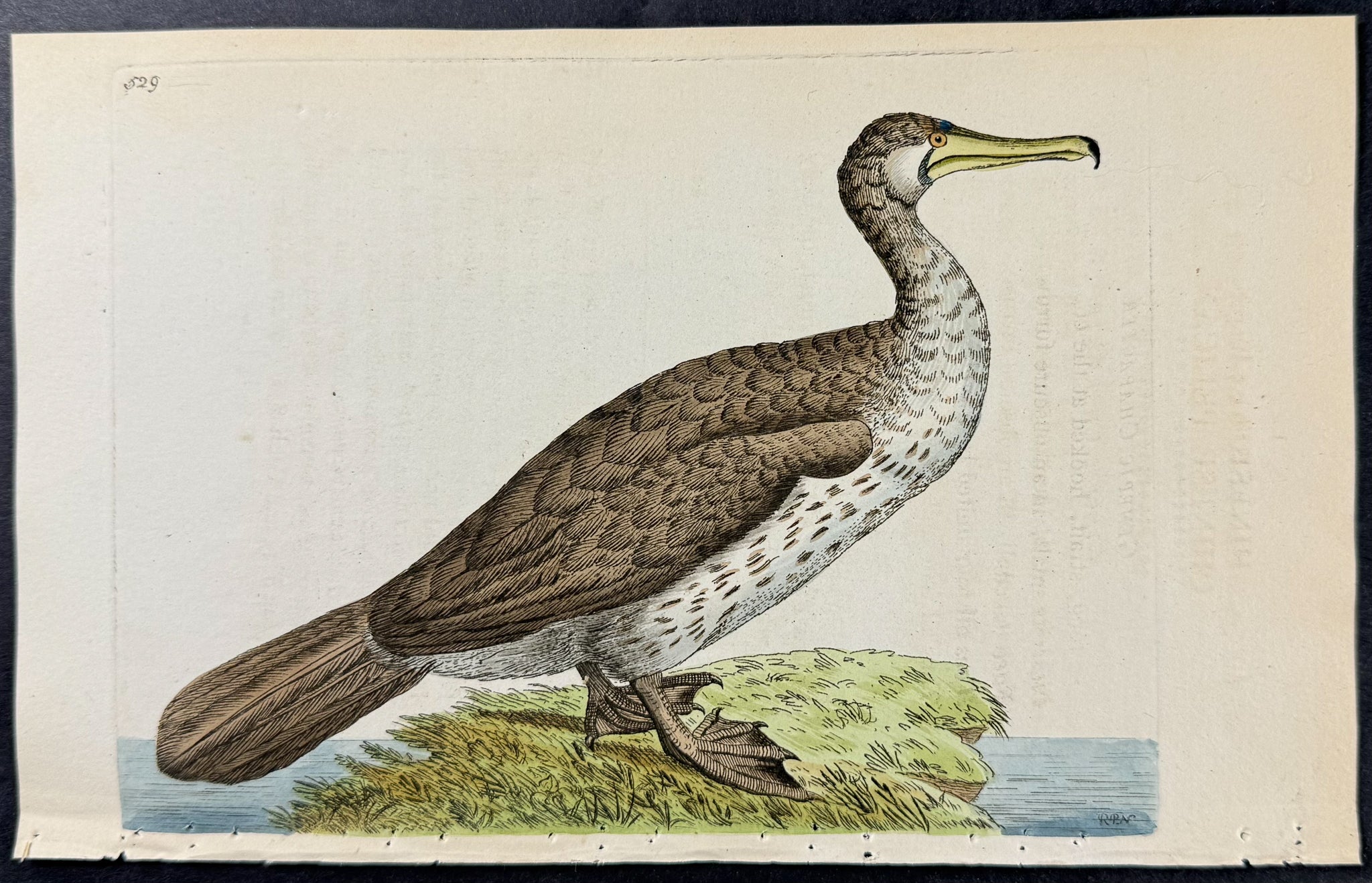 Chinese Pelican