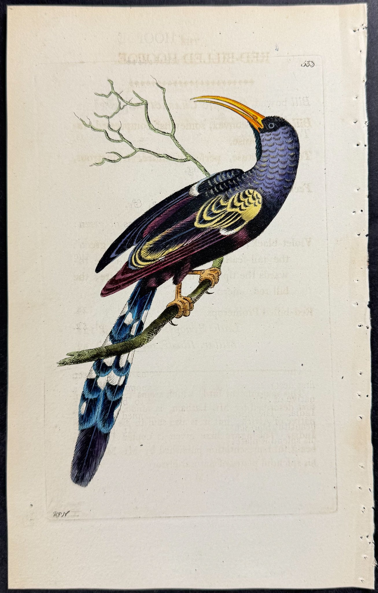Red-billed Hoopoe