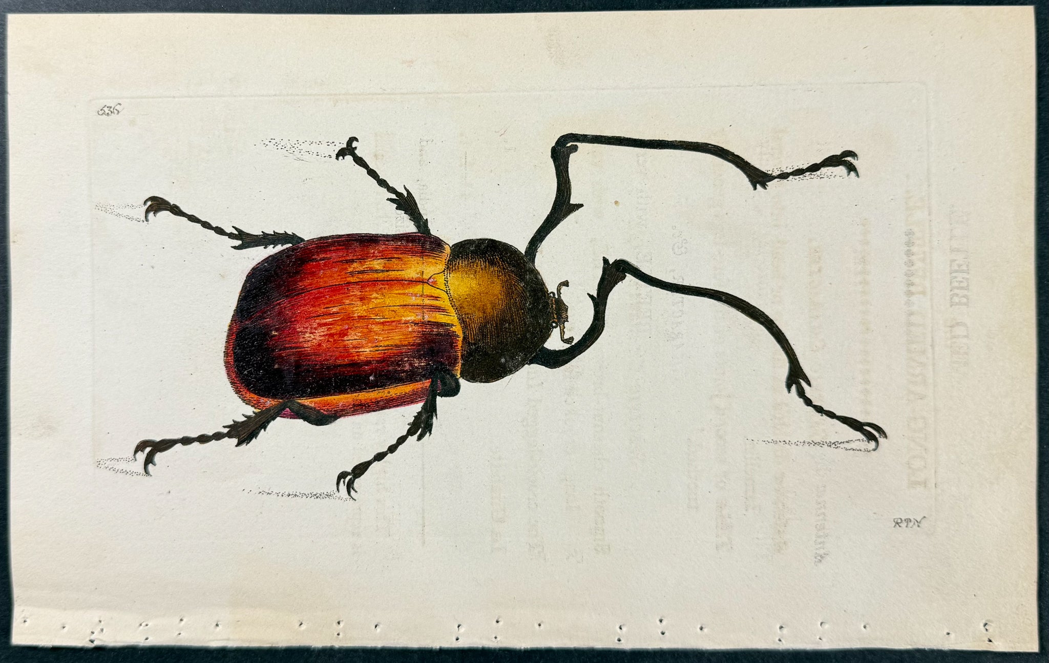 Long-armed Beetle