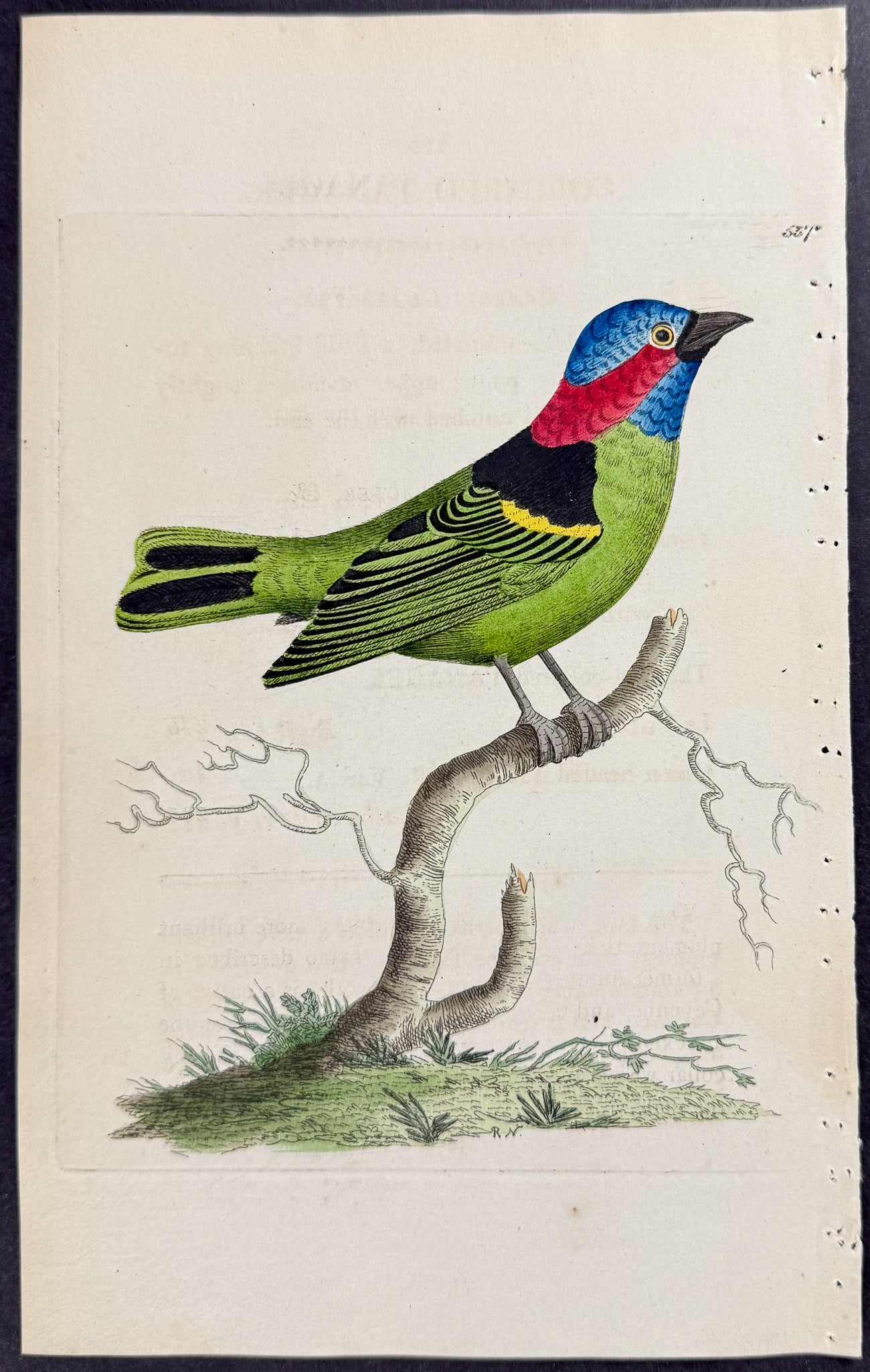 Collared Tanager