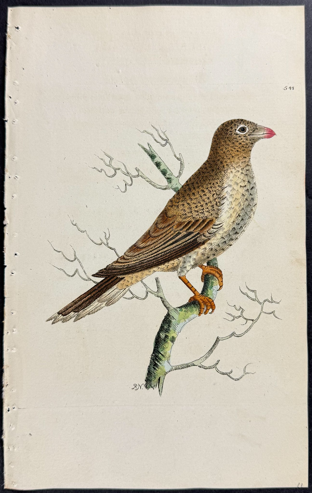 African Buphaga