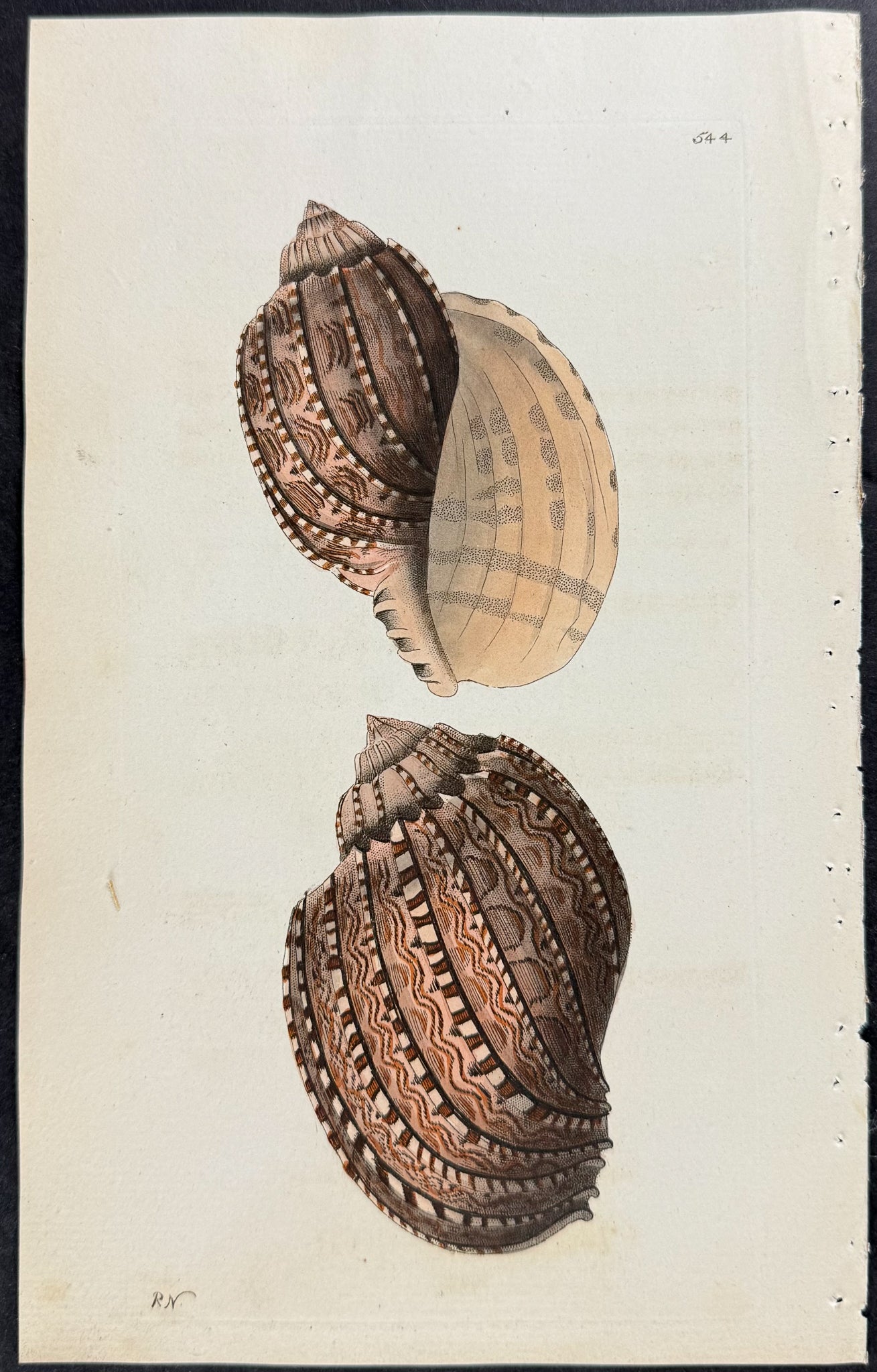 Harp Buccinum Shell