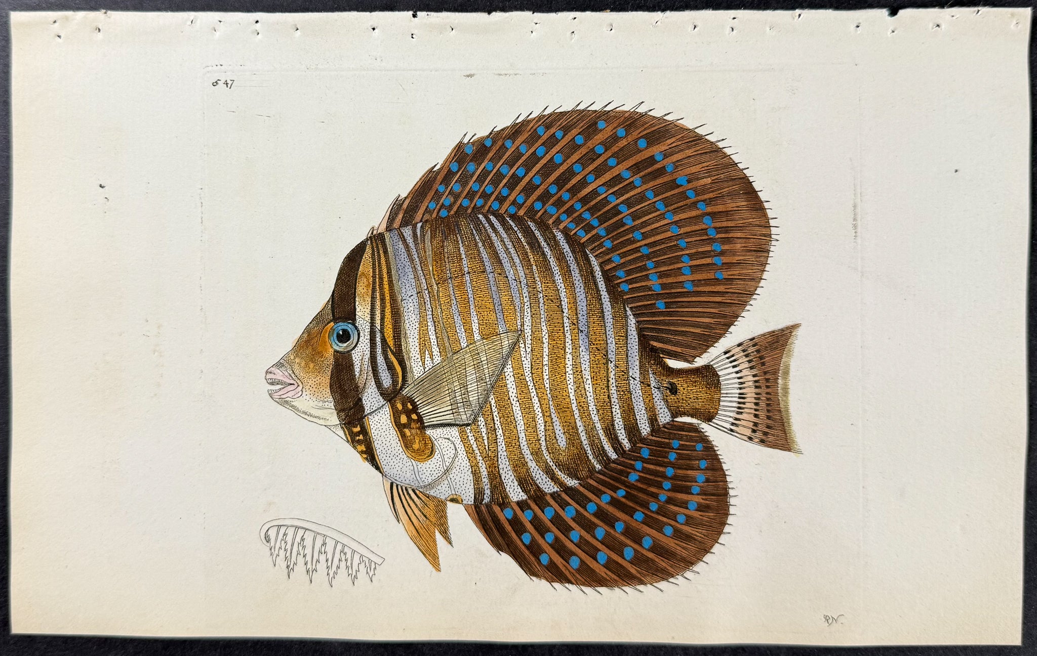 Broad-finned Acanthurus