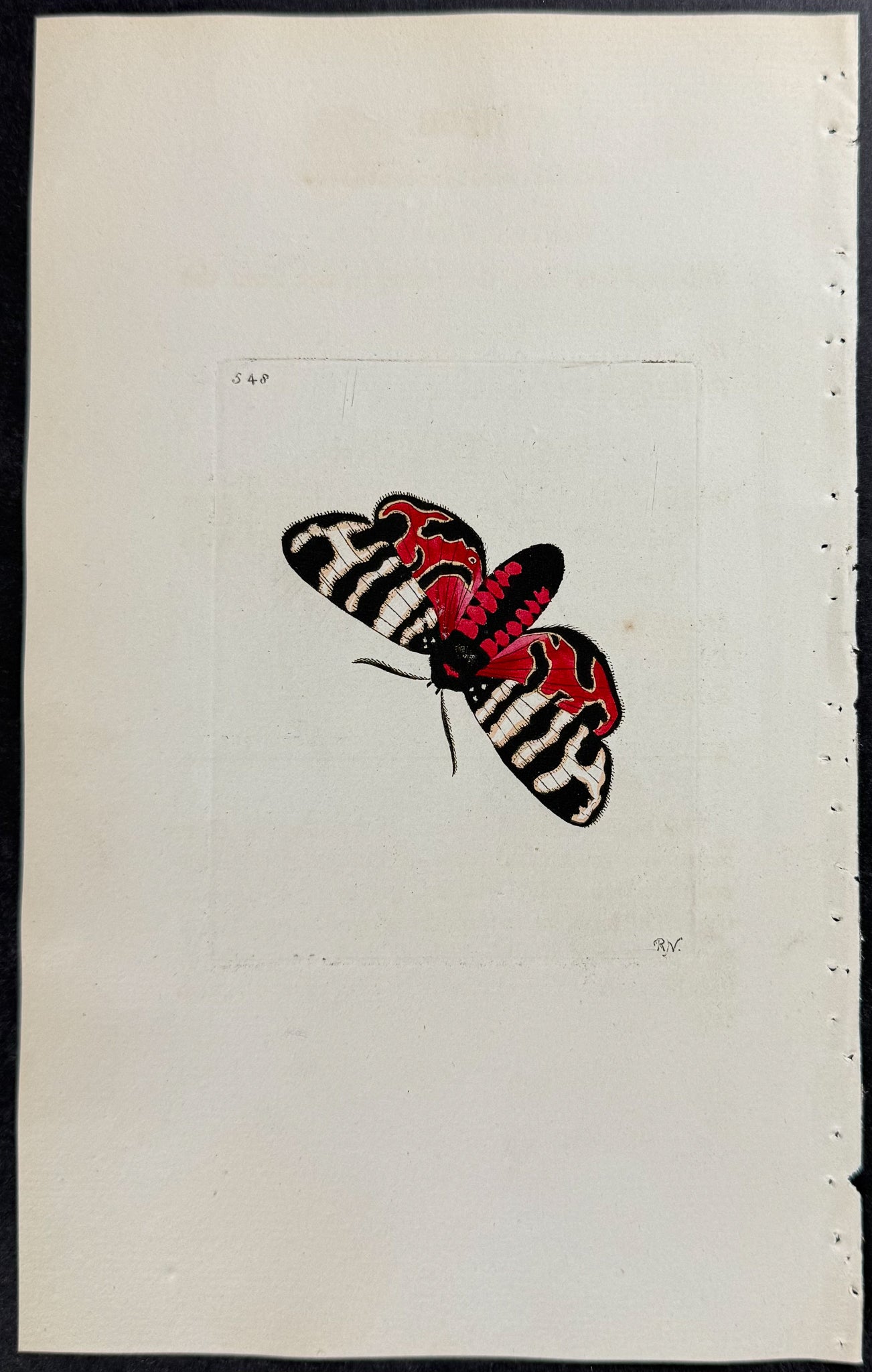 Phalaena Hebe Moth